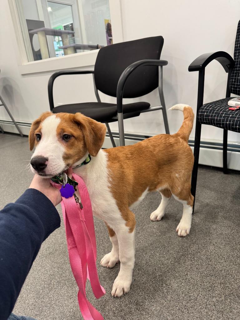 Marty, Adoptable, Puppy Male Border Collie & Labrador Retriever.
