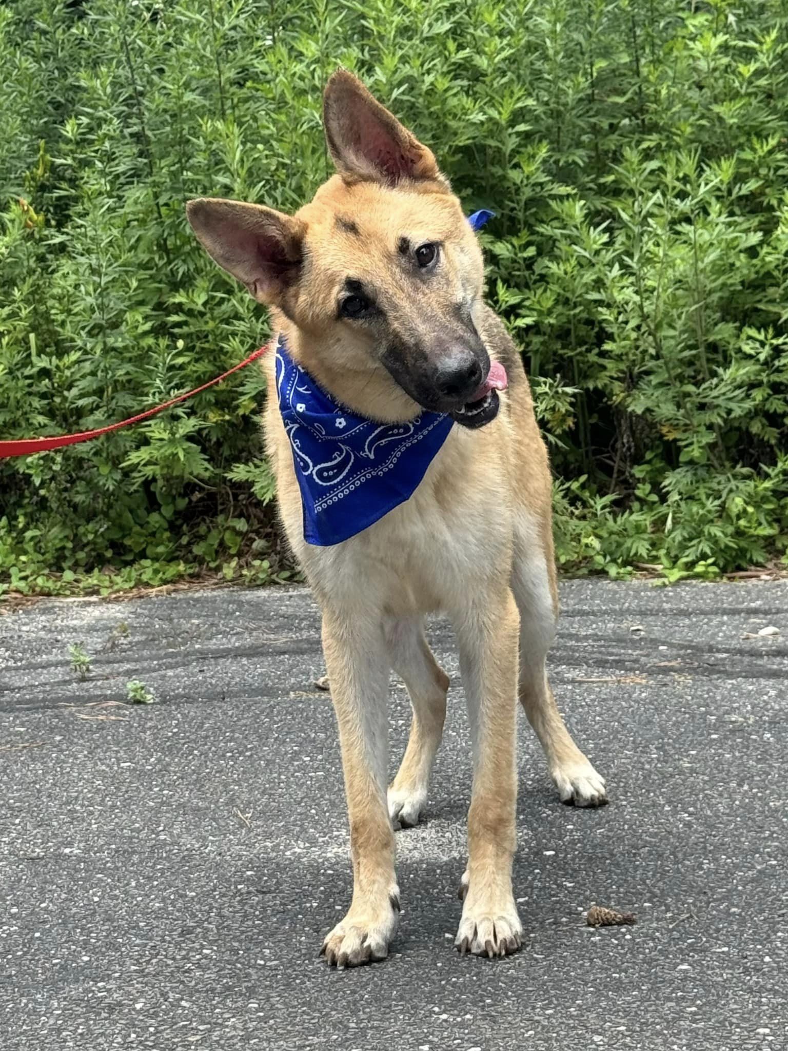Amadis, a Adoptable German Shepherd Dog in Old Westbury, NY image 1/6