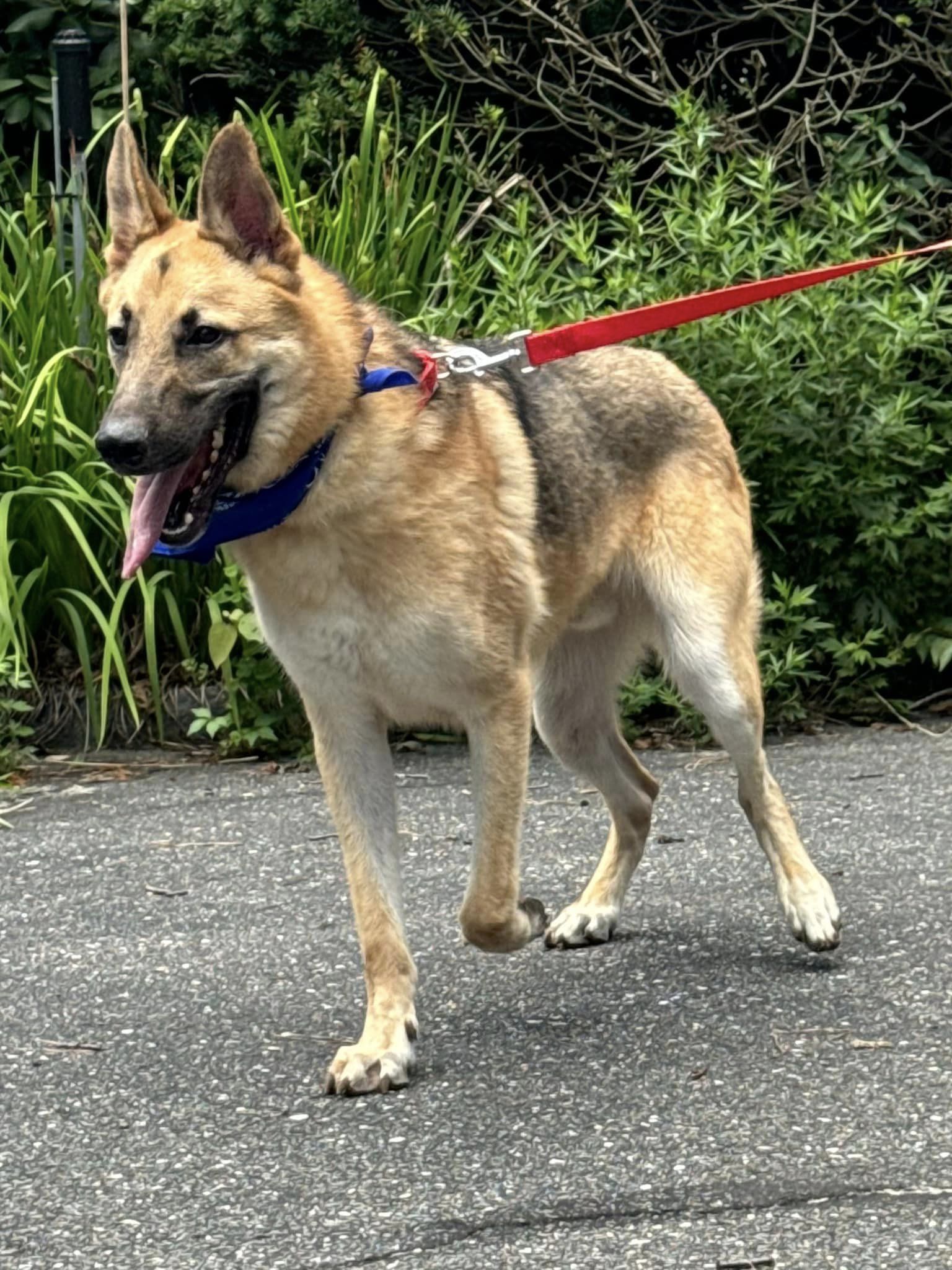 Amadis, a Adoptable German Shepherd Dog in Old Westbury, NY image 2/6