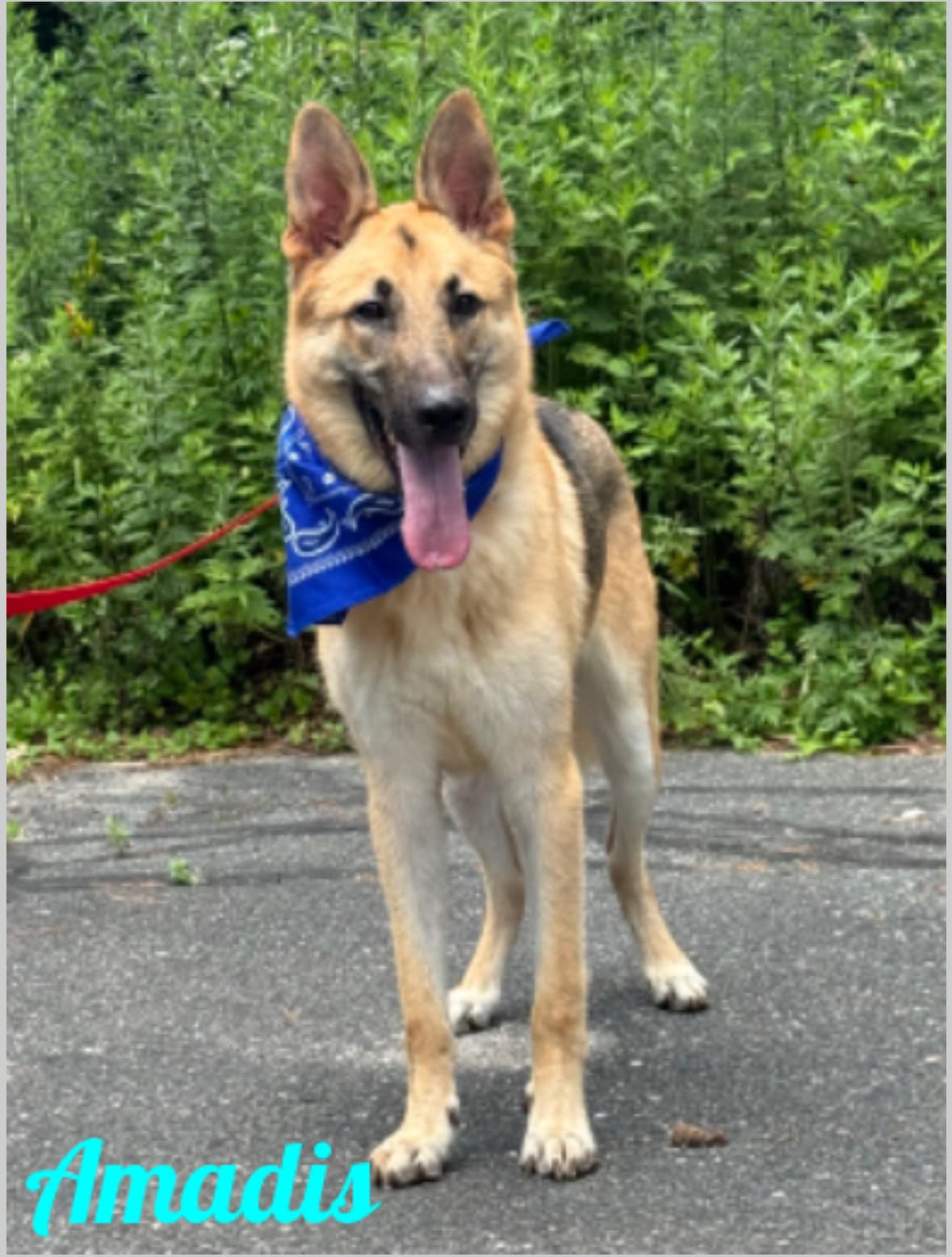 Amadis, a Adoptable German Shepherd Dog in Old Westbury, NY image 3/6