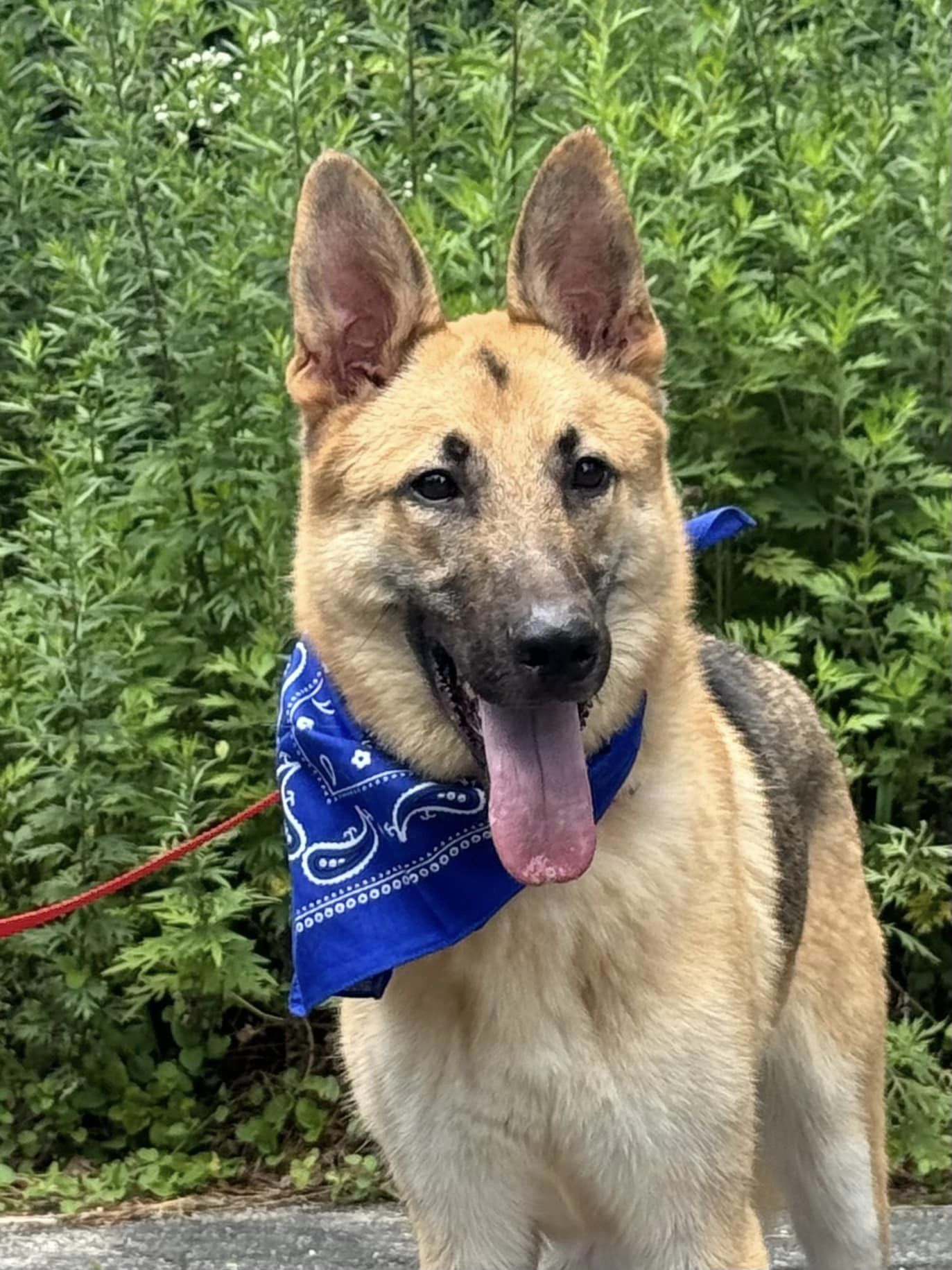 Amadis, a Adoptable German Shepherd Dog in Old Westbury, NY image 4/6