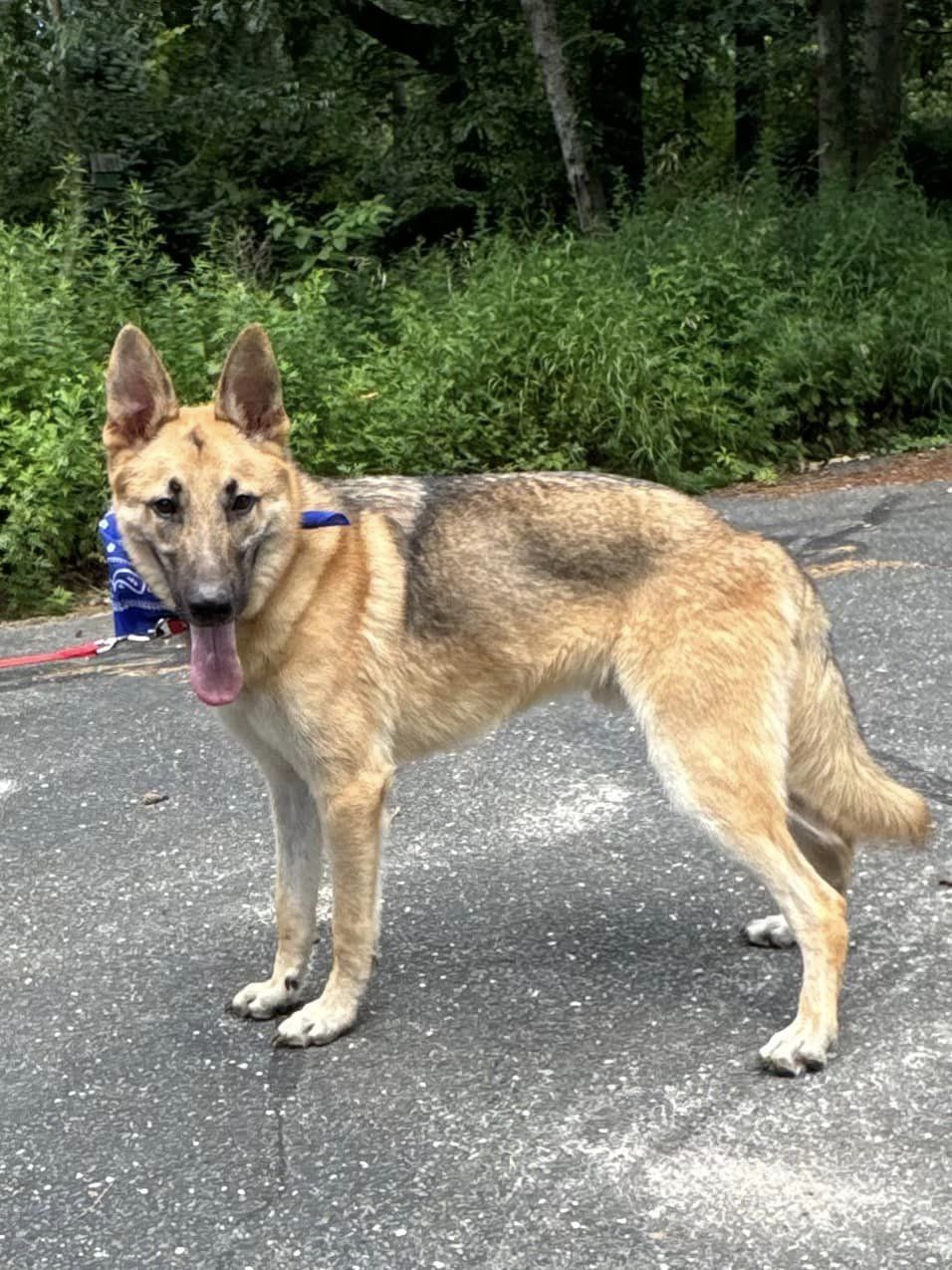 Amadis, a Adoptable German Shepherd Dog in Old Westbury, NY image 5/6