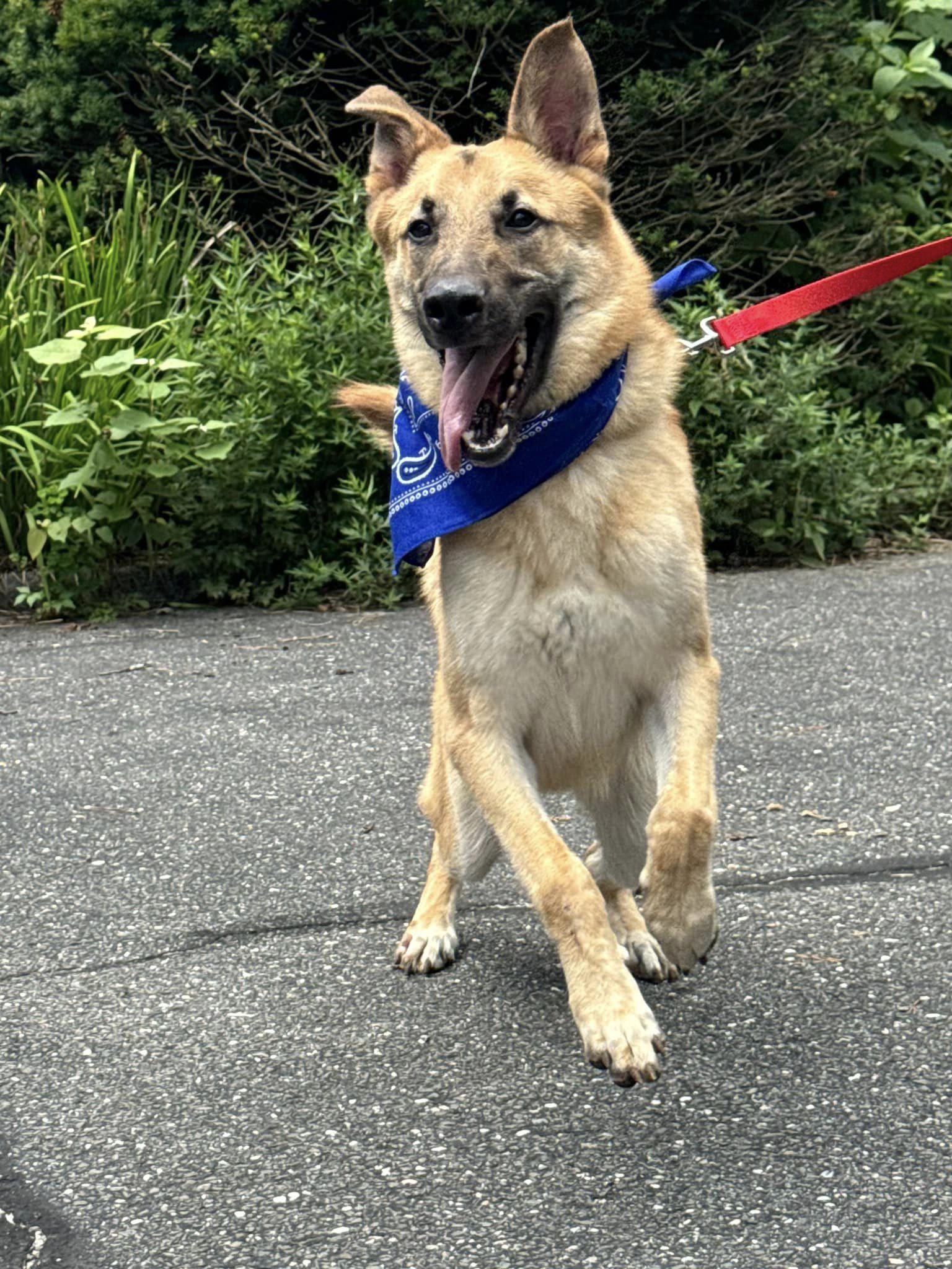 Amadis, a Adoptable German Shepherd Dog in Old Westbury, NY image 6/6