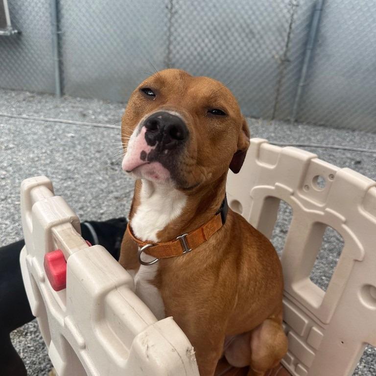 Acorn, Adoptable, Adult Male Mixed Breed.