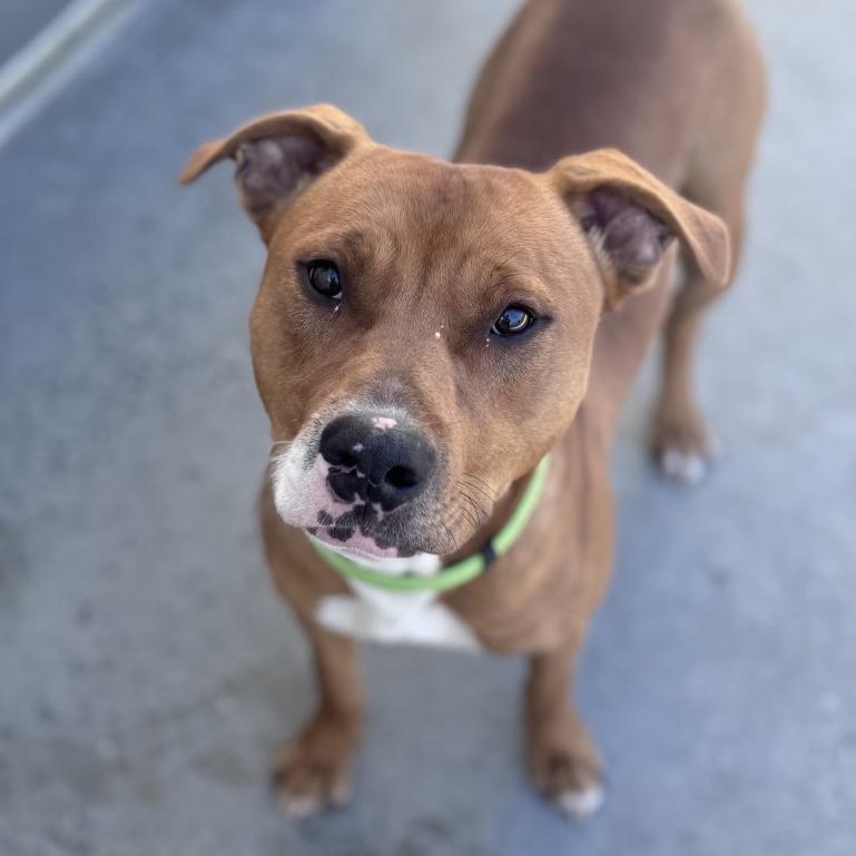 Acorn, a Adoptable Mixed Breed in Winston Salem, NC image 5/6