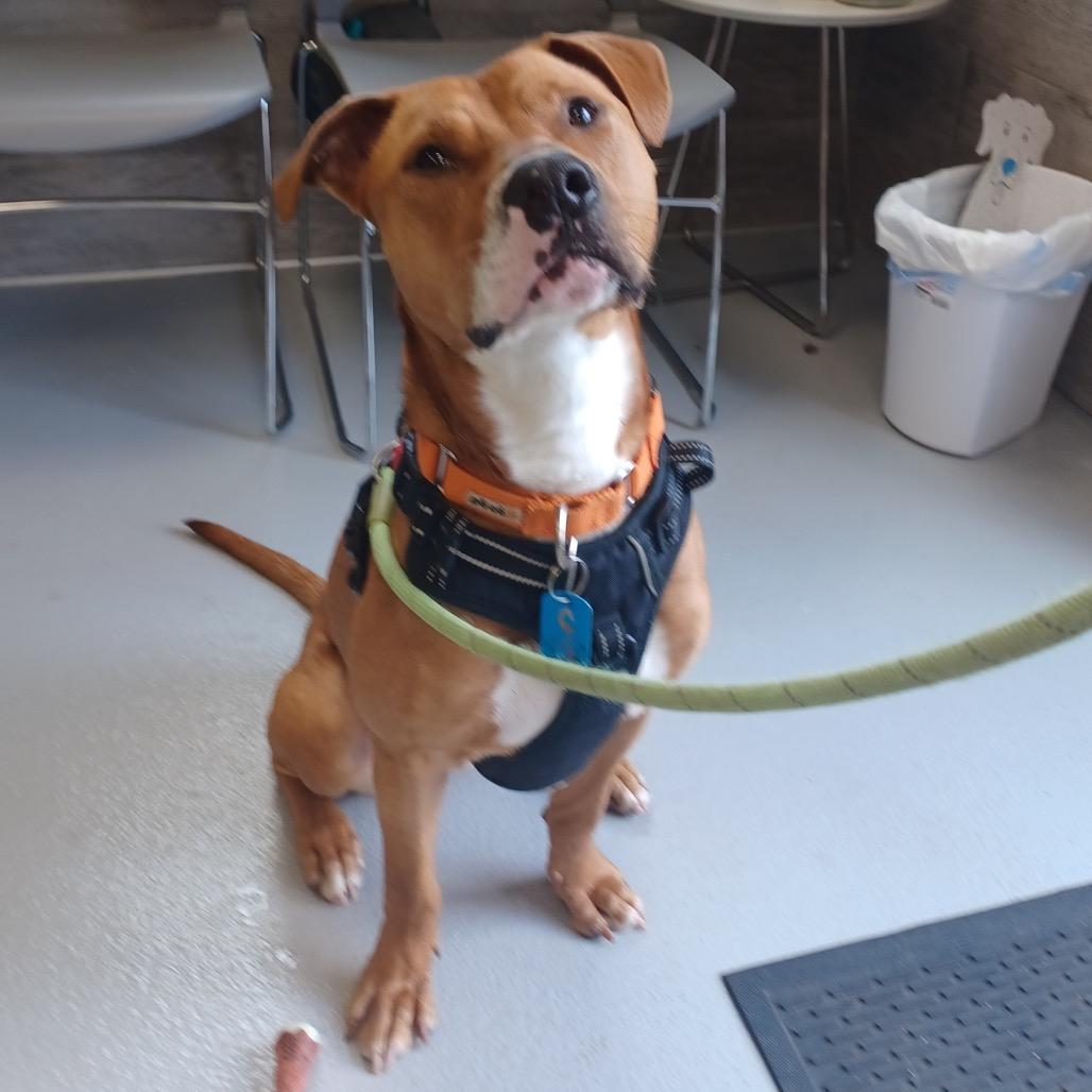 Acorn, a Adoptable Mixed Breed in Winston Salem, NC image 6/6