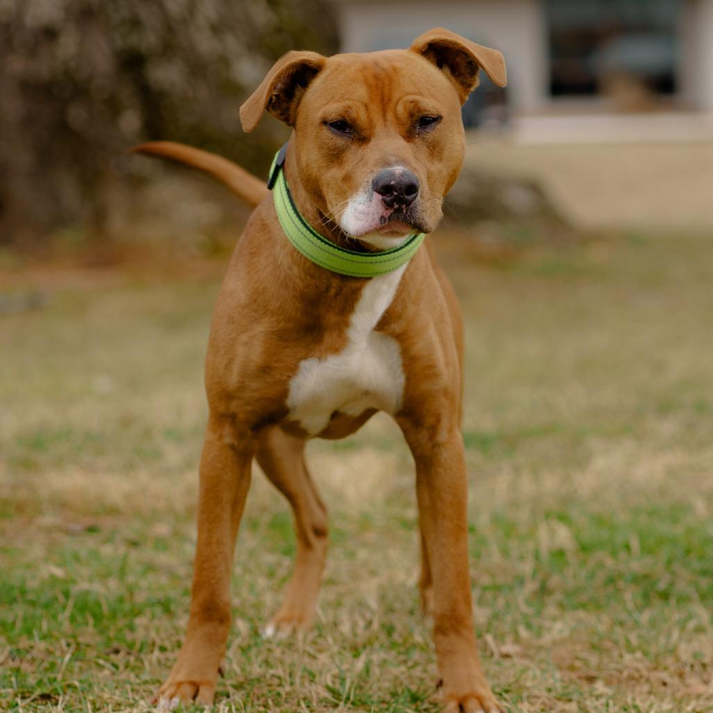Acorn, a Adoptable Mixed Breed in Winston Salem, NC image 3/6