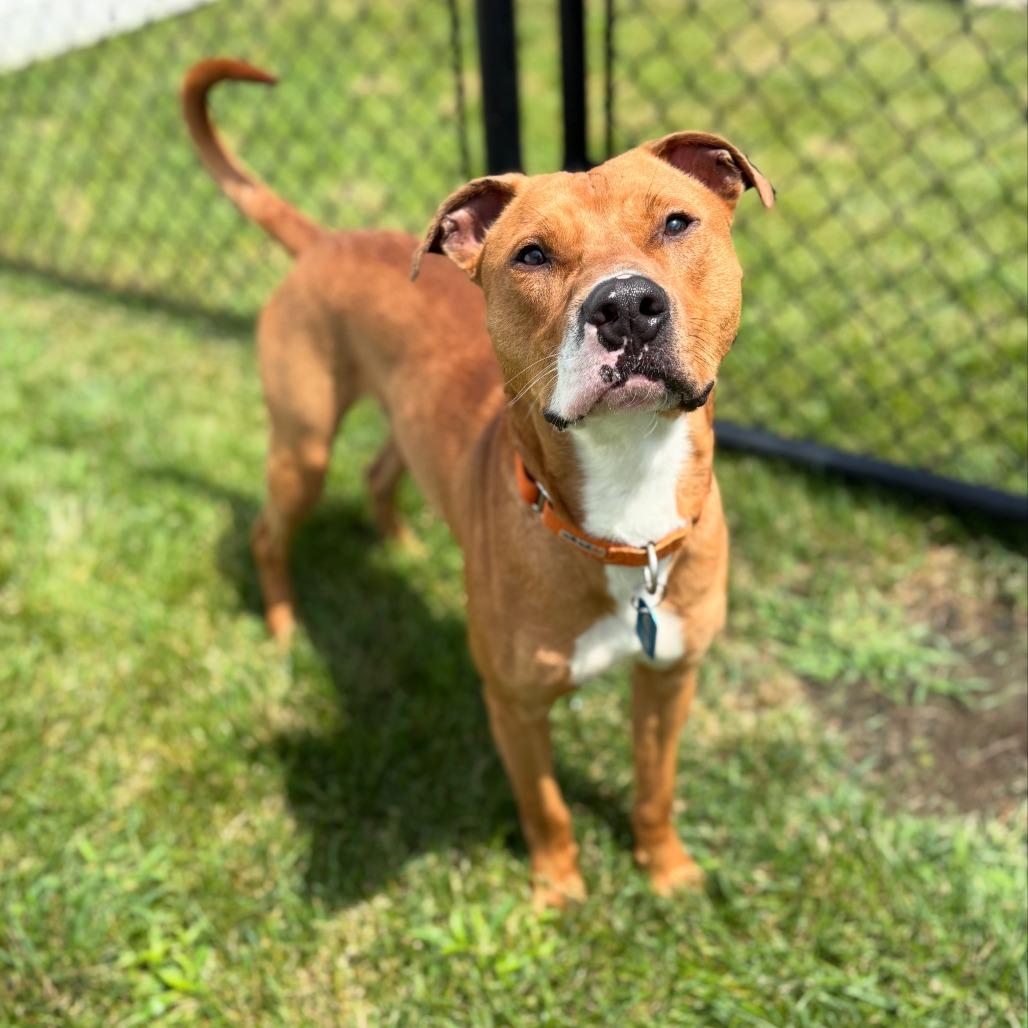 Acorn, a Adoptable Mixed Breed in Winston Salem, NC image 5/6