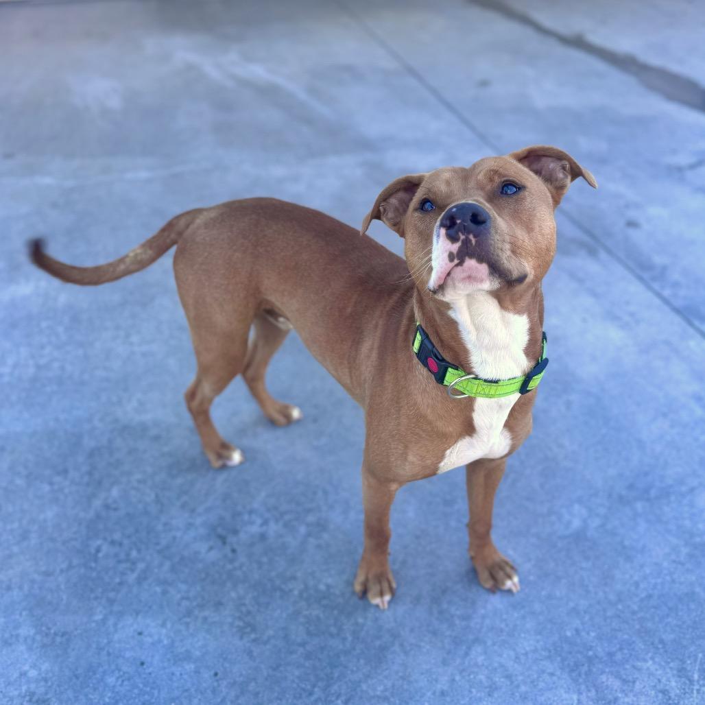 Acorn, a Adoptable Mixed Breed in Winston Salem, NC image 6/6
