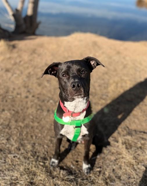 GOHAN, Adoptable, Young Male Australian Cattle Dog / Blue Heeler & Mixed Breed.