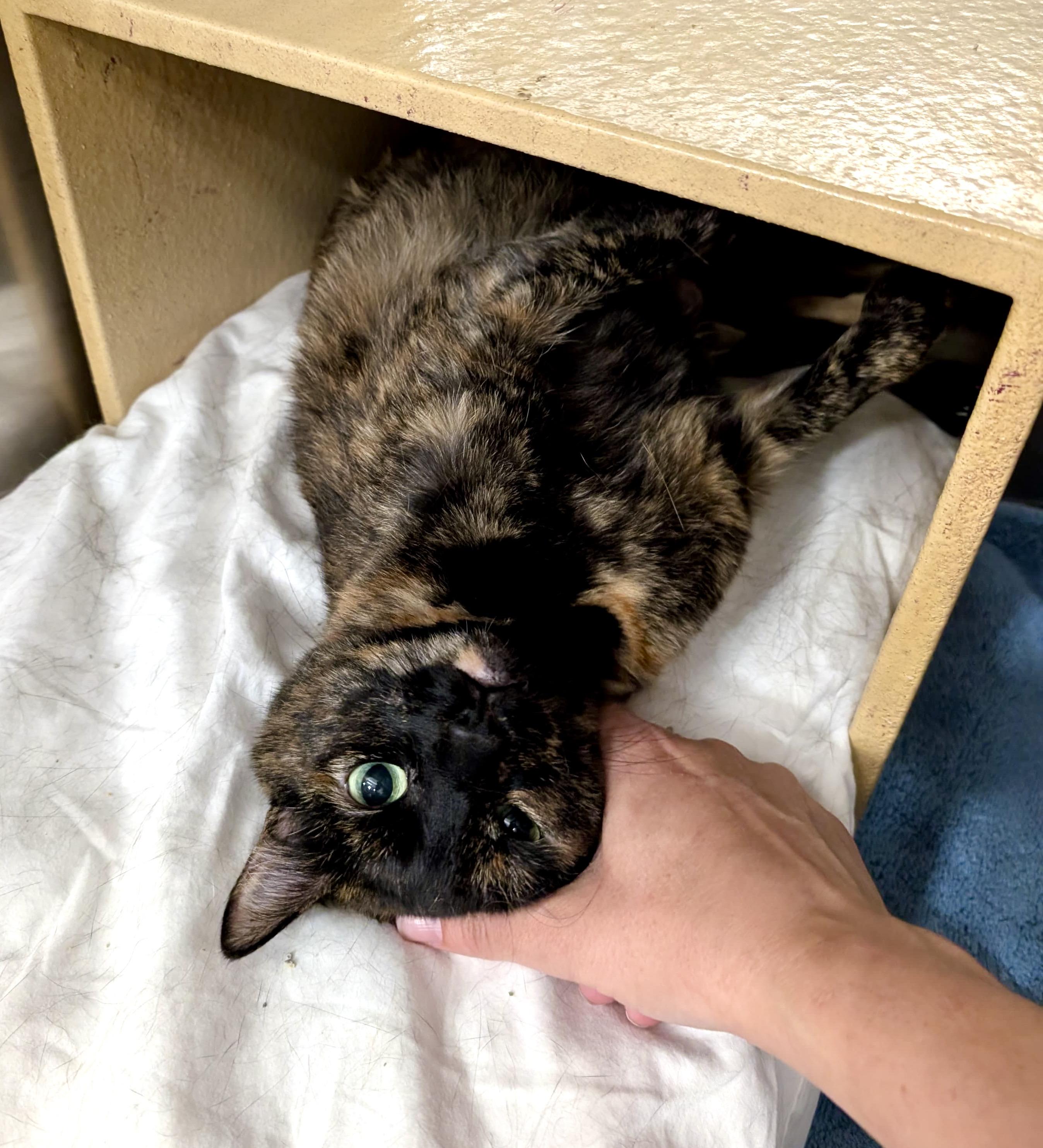 Danielle, a Adoptable Tortoiseshell in San Juan Capistrano, CA image 1/4