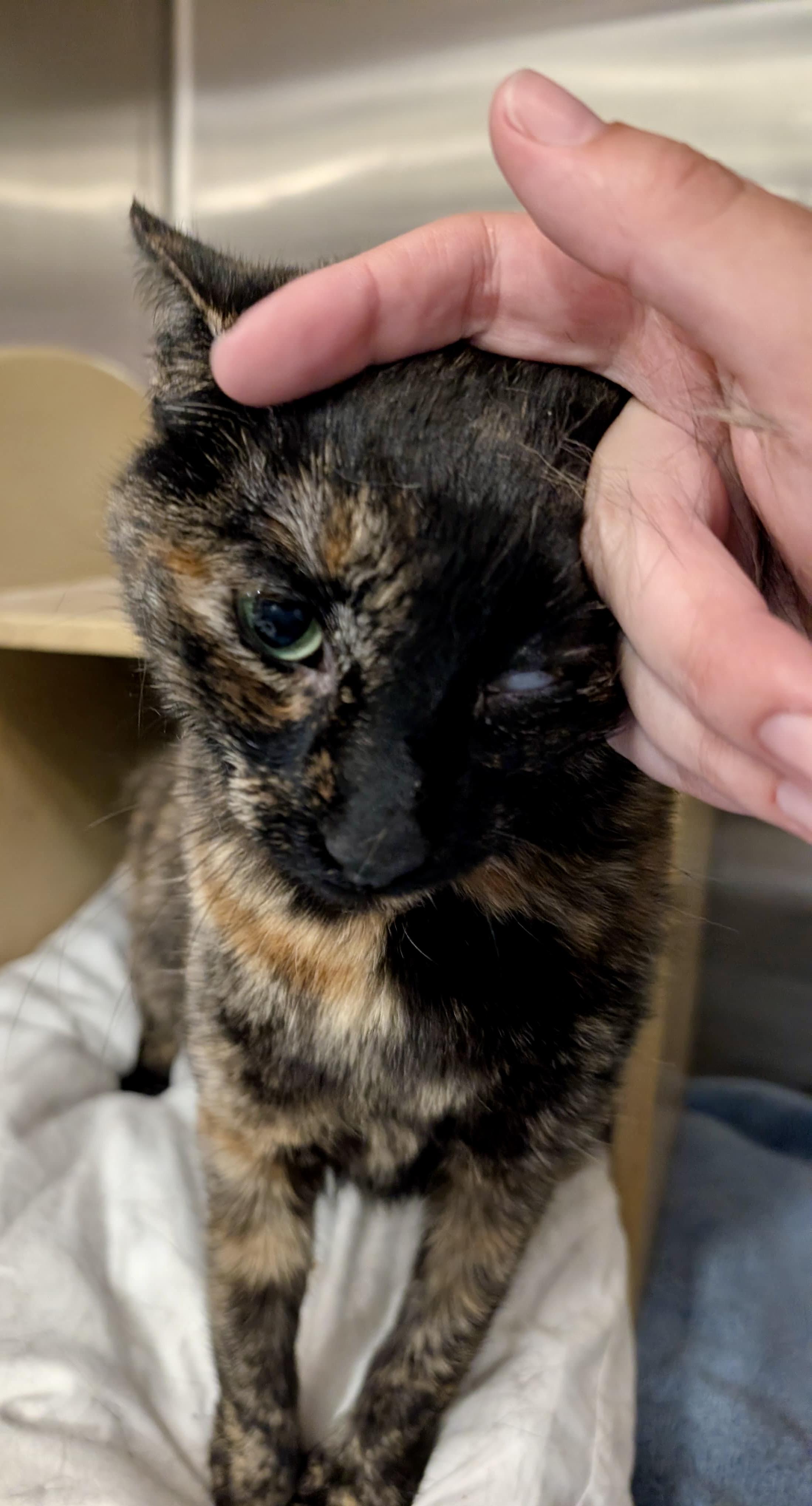 Danielle, a Adoptable Tortoiseshell in San Juan Capistrano, CA image 3/4