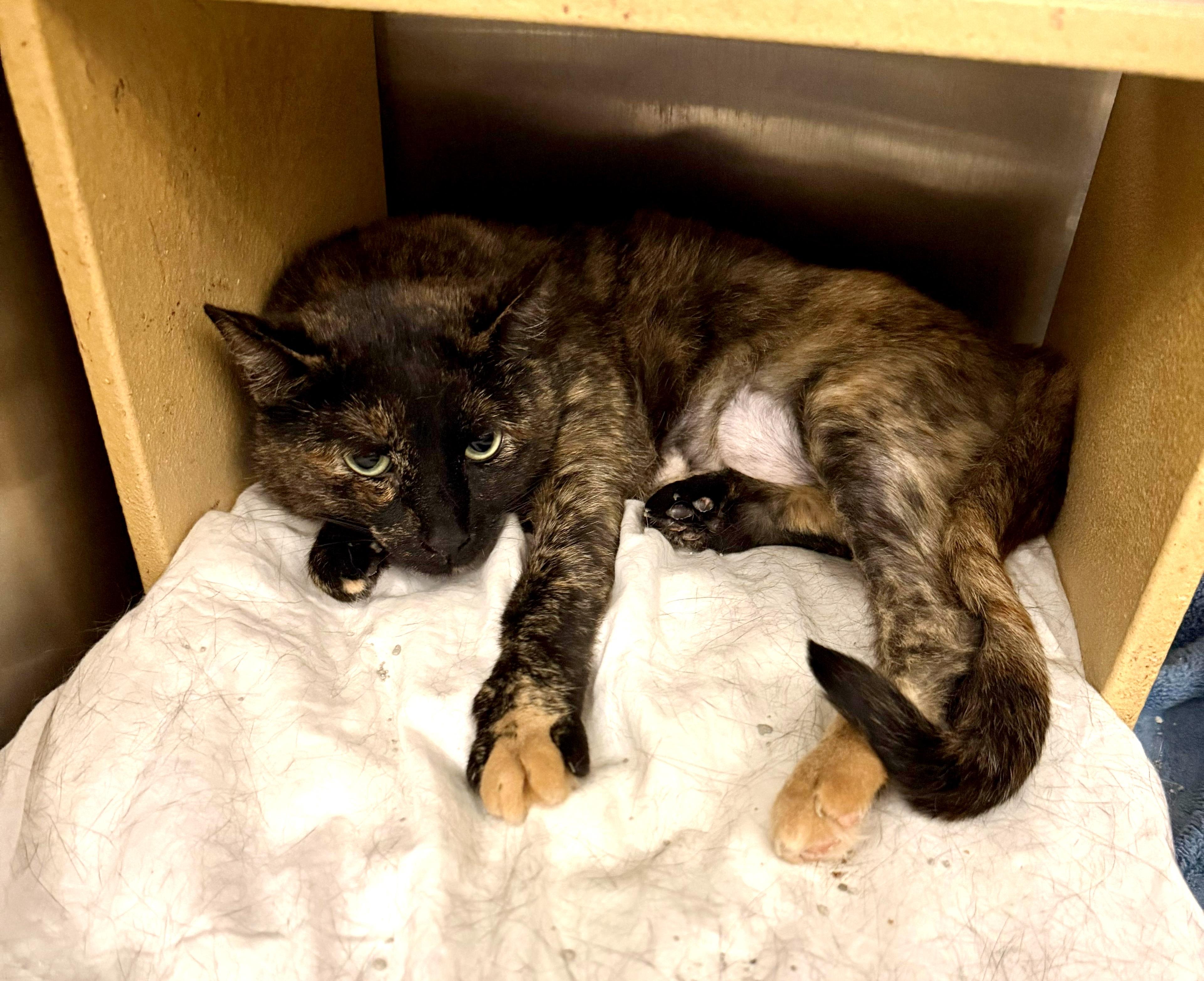 Danielle, a Adoptable Tortoiseshell in San Juan Capistrano, CA image 2/4