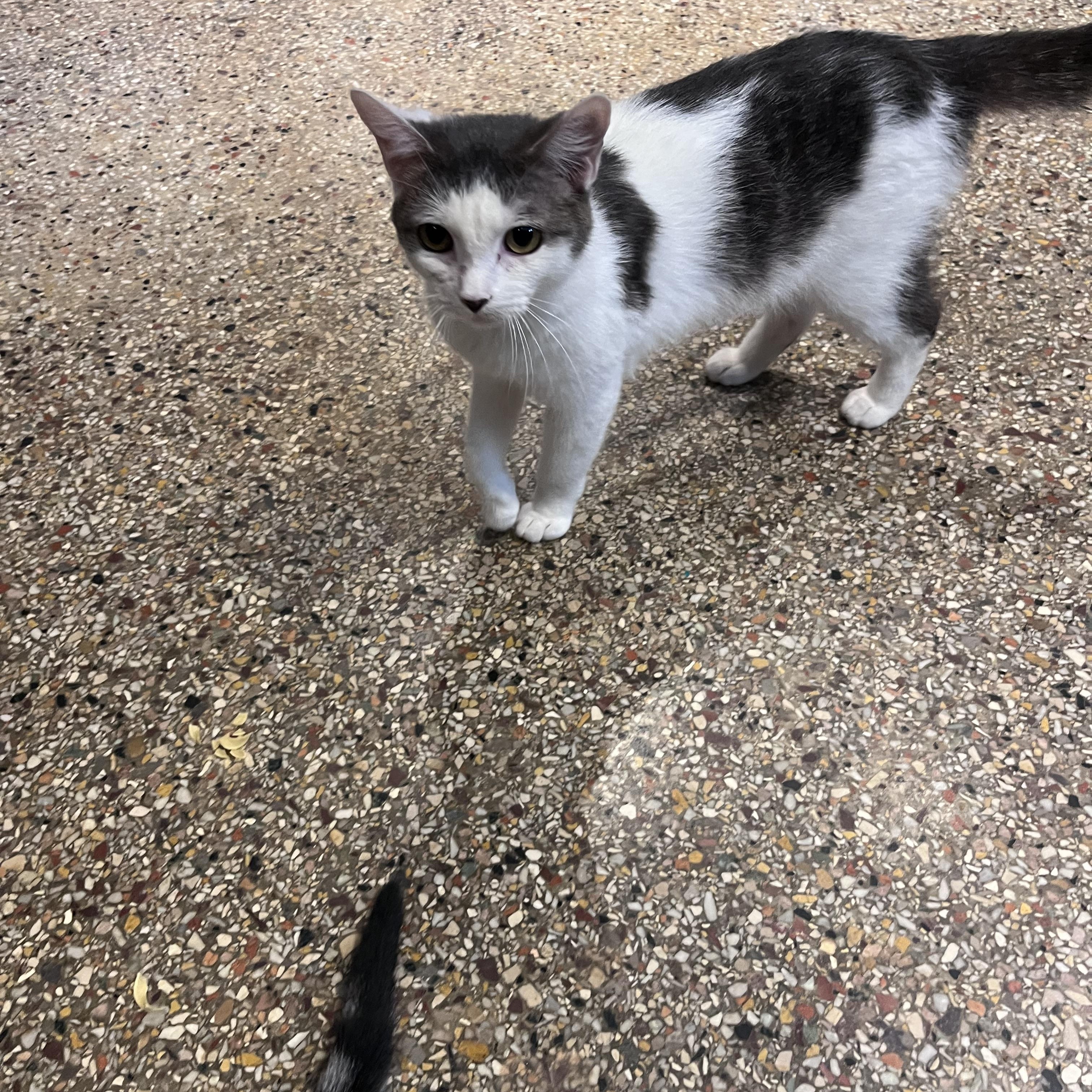 Purcilla, Adoptable, Young Female Domestic Medium Hair.