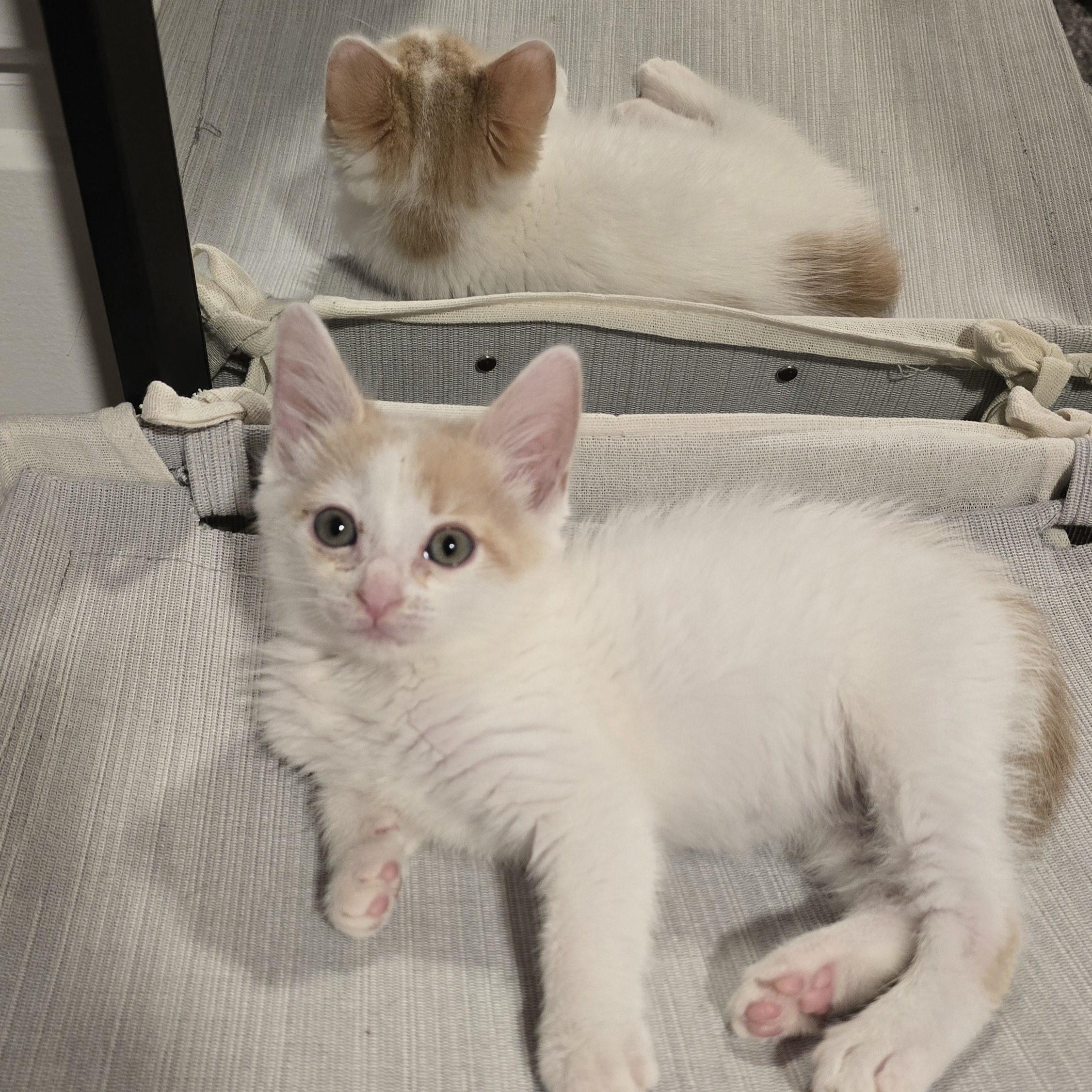 Enlarge Mingus, a Adopted mixed breed in North Hollywood, CA image 3/6