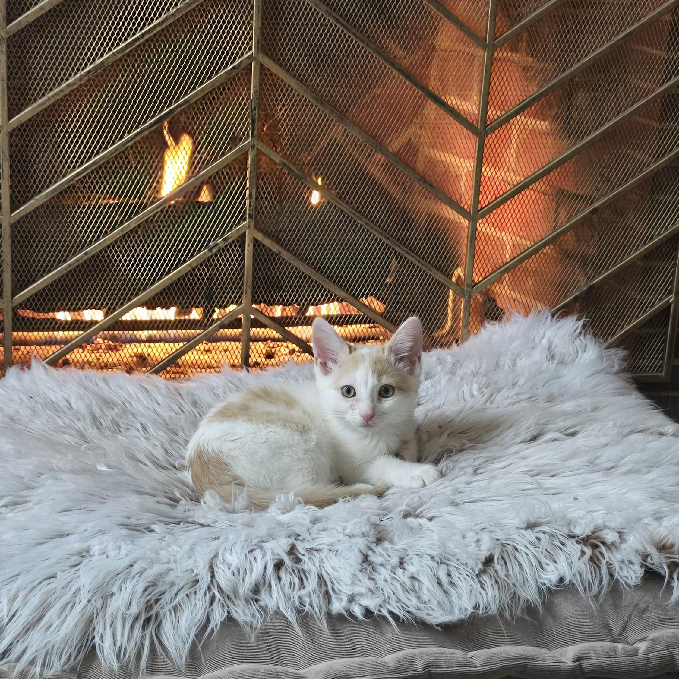 Mingus, Adopted, Kitten Male American Shorthair & Turkish Van.