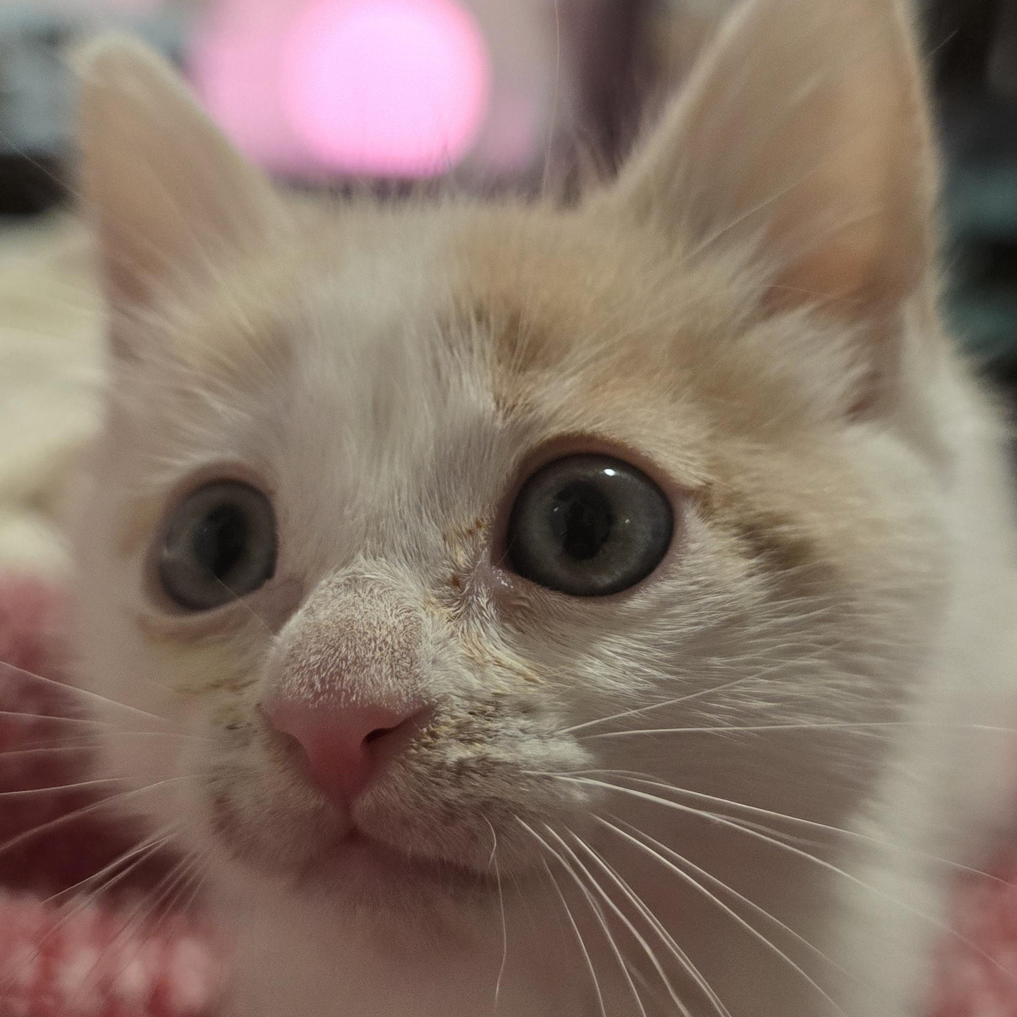 Enlarge Mingus, a Adopted mixed breed in North Hollywood, CA image 6/6