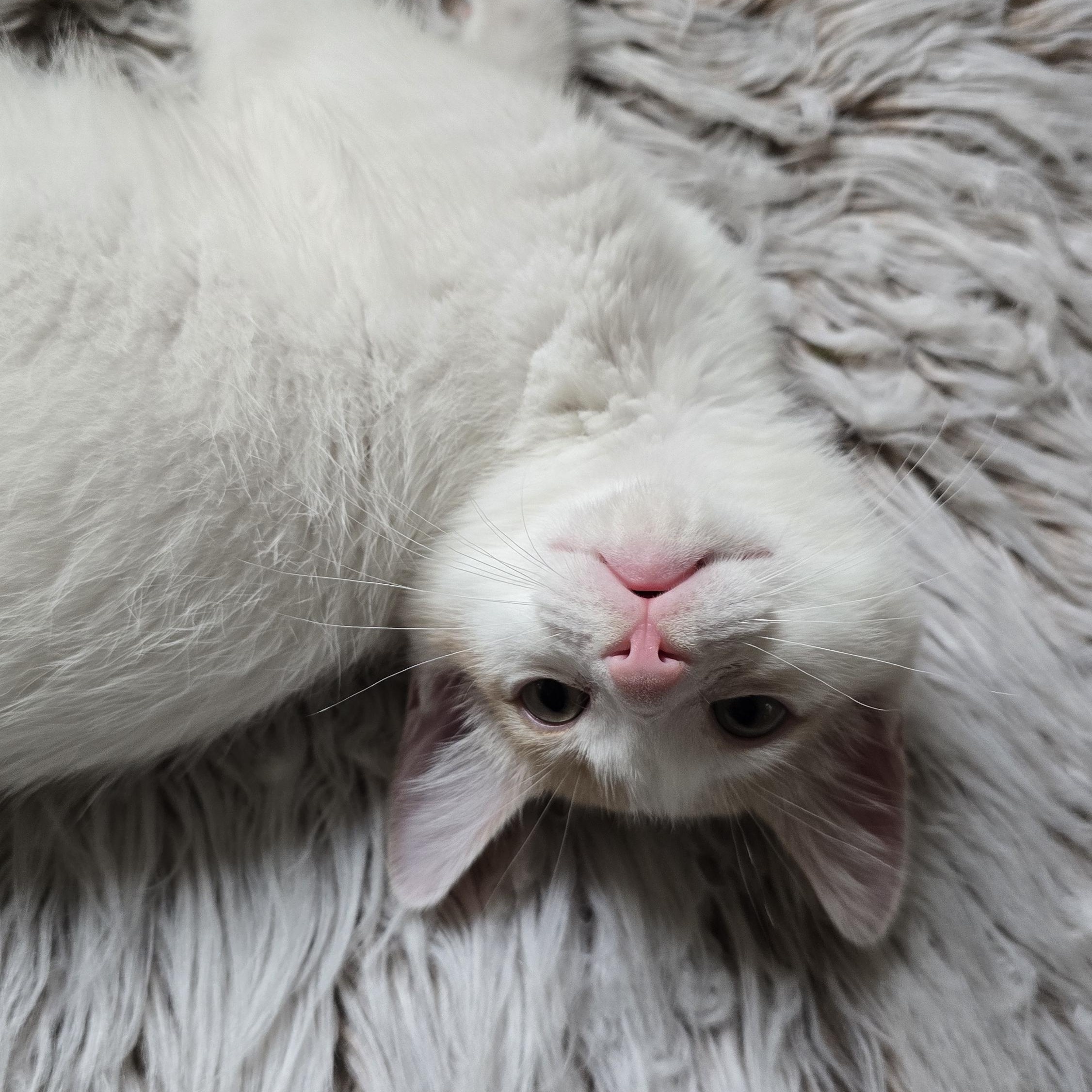 Enlarge Mingus, a Adopted mixed breed in North Hollywood, CA image 2/6