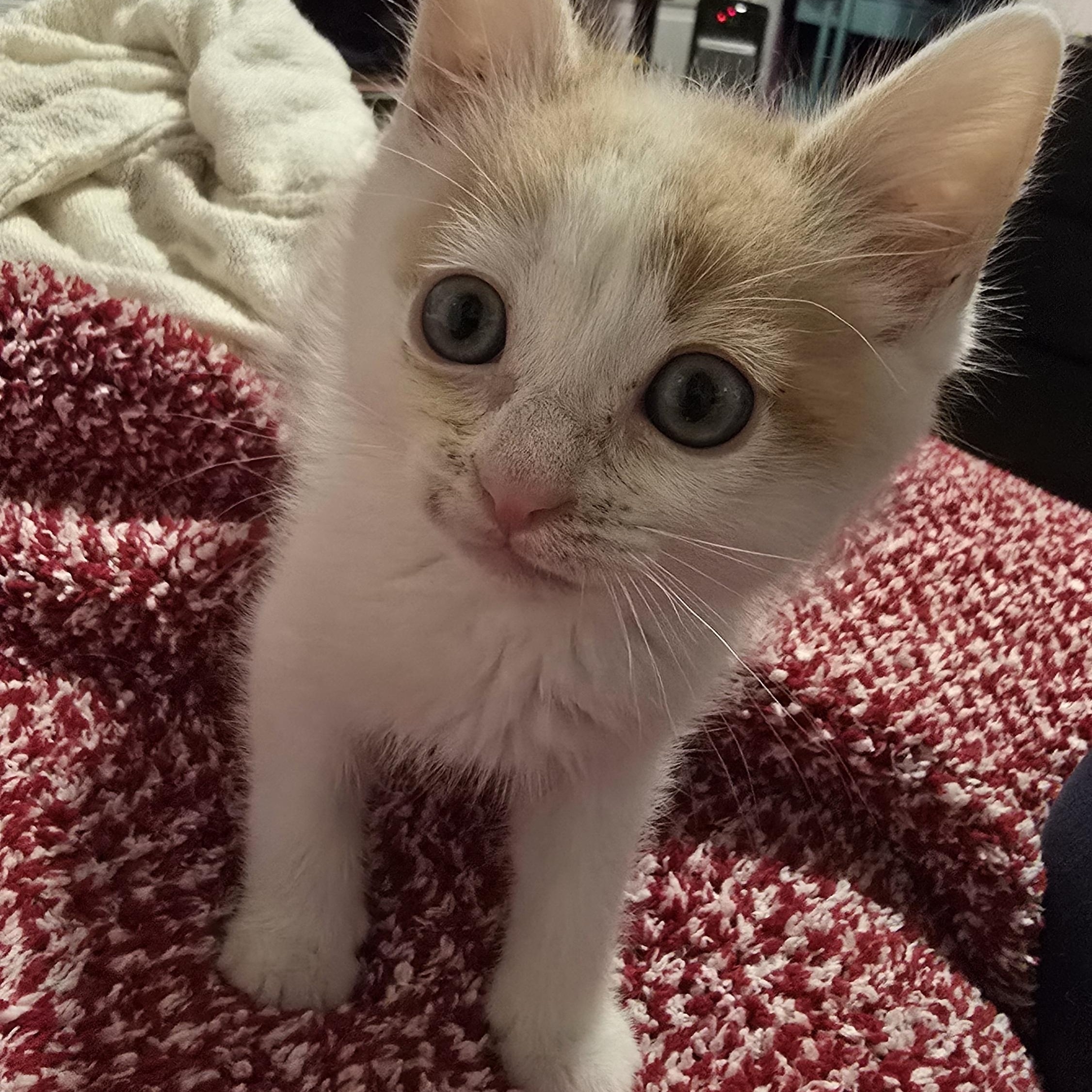 Enlarge Mingus, a Adopted mixed breed in North Hollywood, CA image 5/6