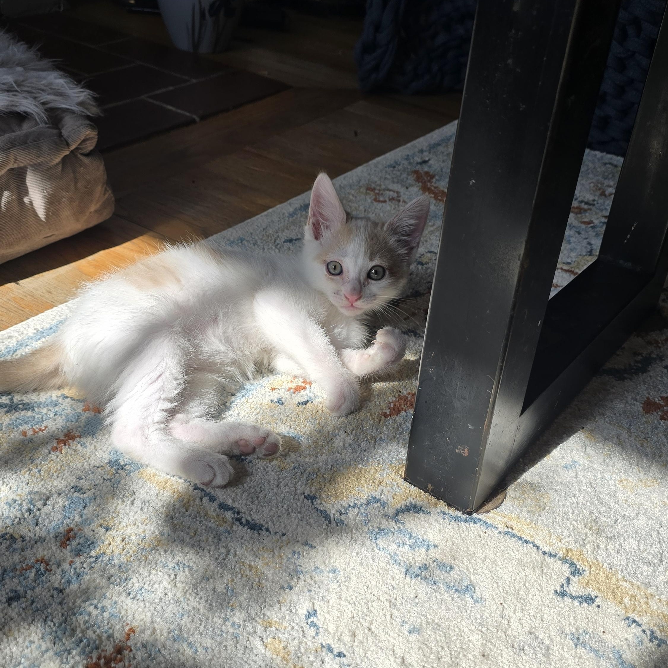 Enlarge Mingus, a Adopted mixed breed in North Hollywood, CA image 4/6