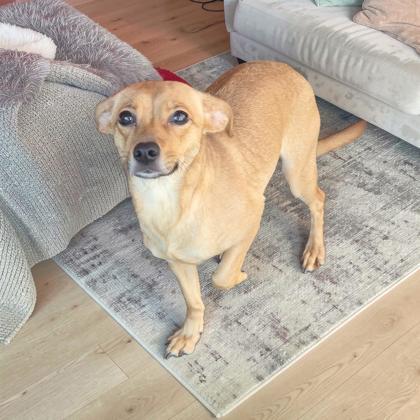 Fergie, Adoptable, Adult Female Chihuahua & Mixed Breed.