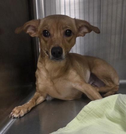 Fergie, Adoptable, Adult Female Chihuahua & Mixed Breed.