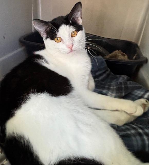 Enlarge Kimori, a ADOPTABLE Domestic Short Hair in Deming, NM image 1/1