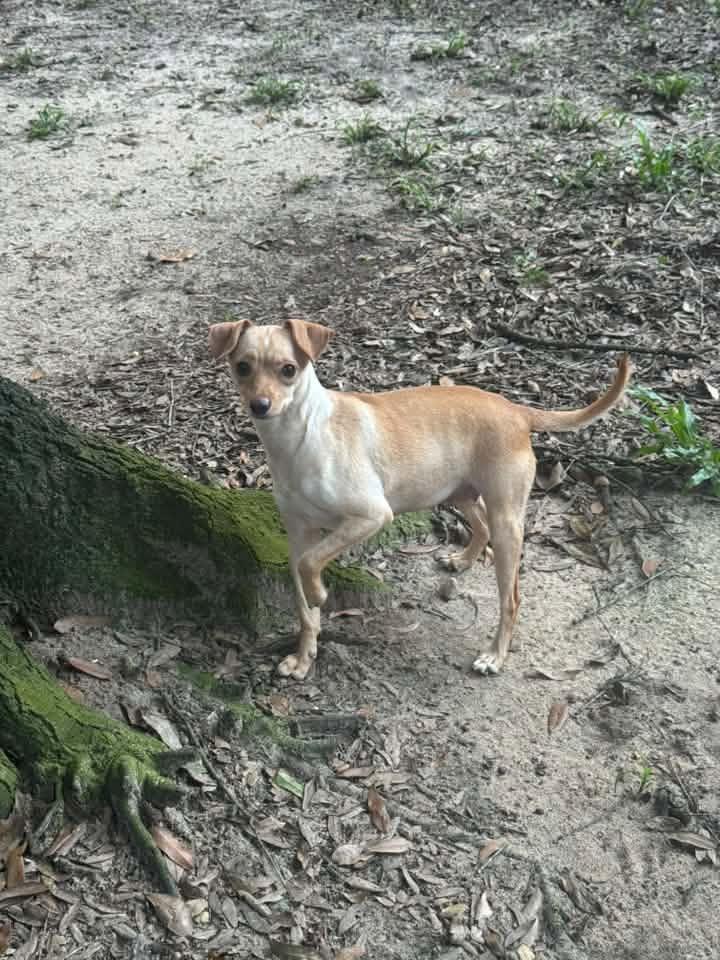 Enlarge Shy-Ann, a ADOPTABLE Chihuahua in Navarre, FL image 1/1