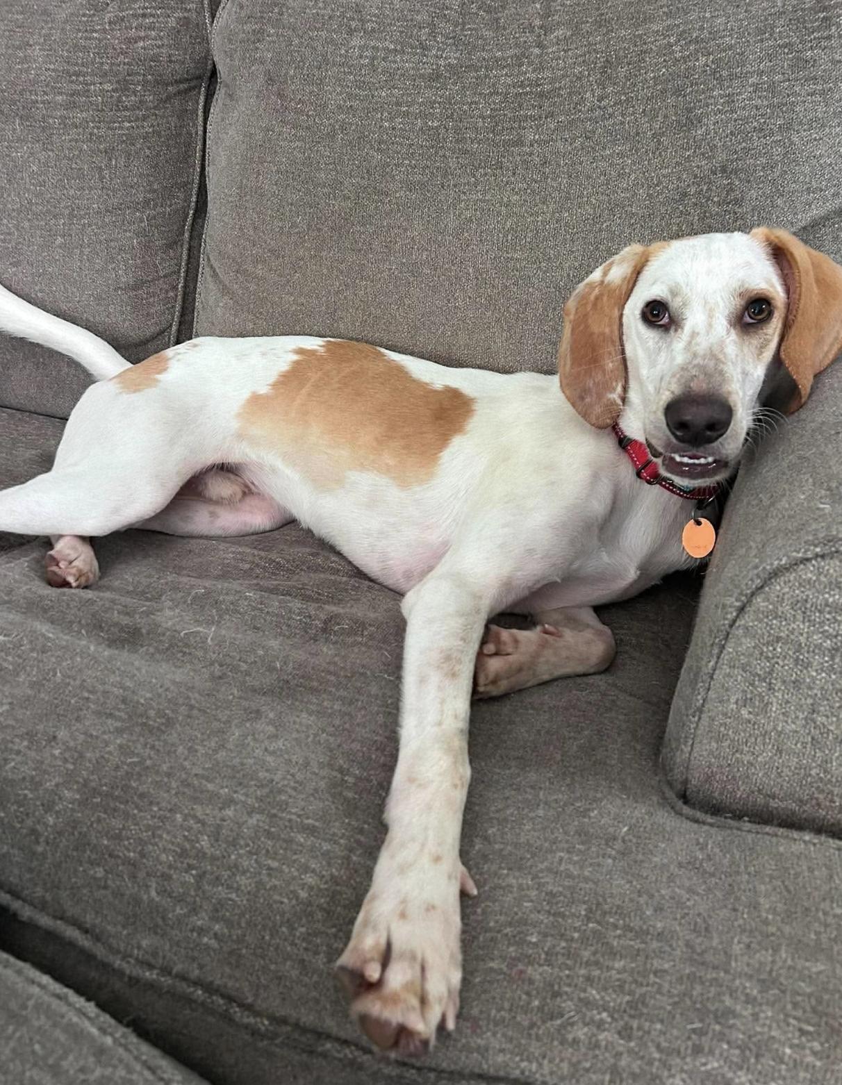 Enlarge Benny, a Adoptable mixed breed in Vanceboro , NC image 2/6