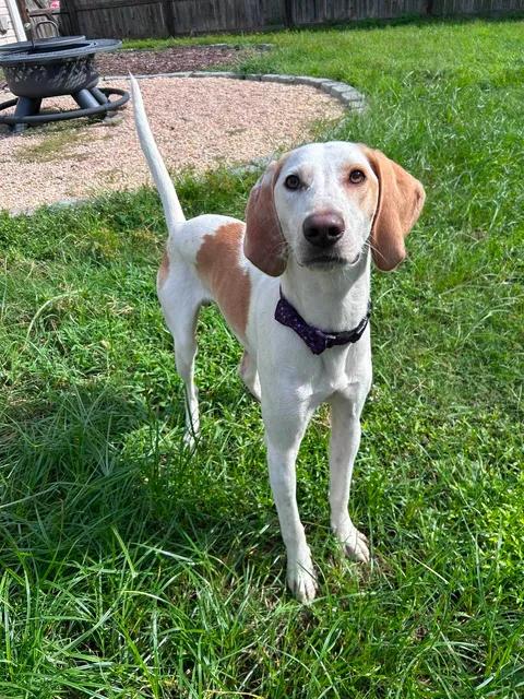 Enlarge Benny, a Adoptable mixed breed in Vanceboro , NC image 6/6
