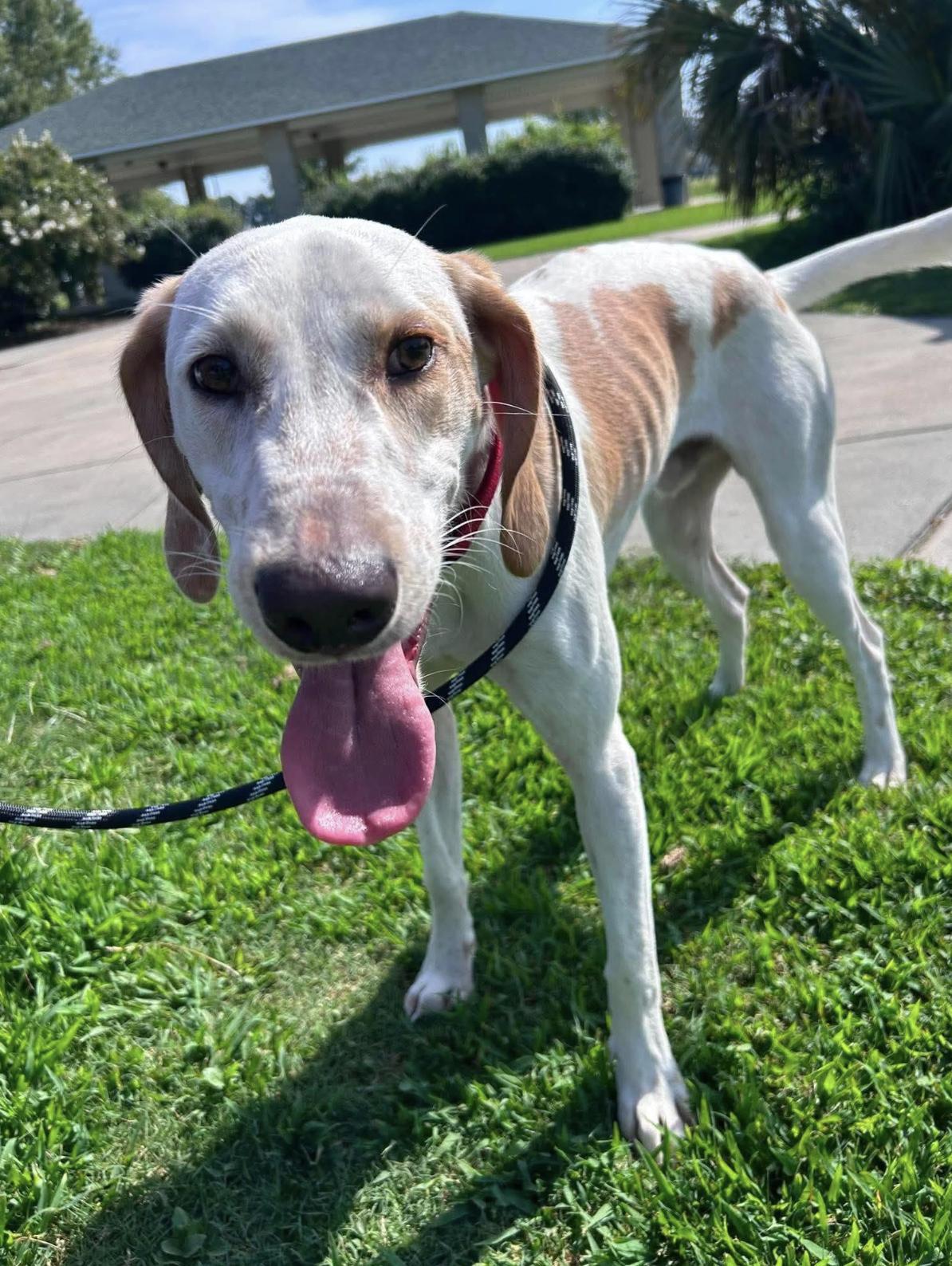 Benny, Adoptable, Young Male American Foxhound.