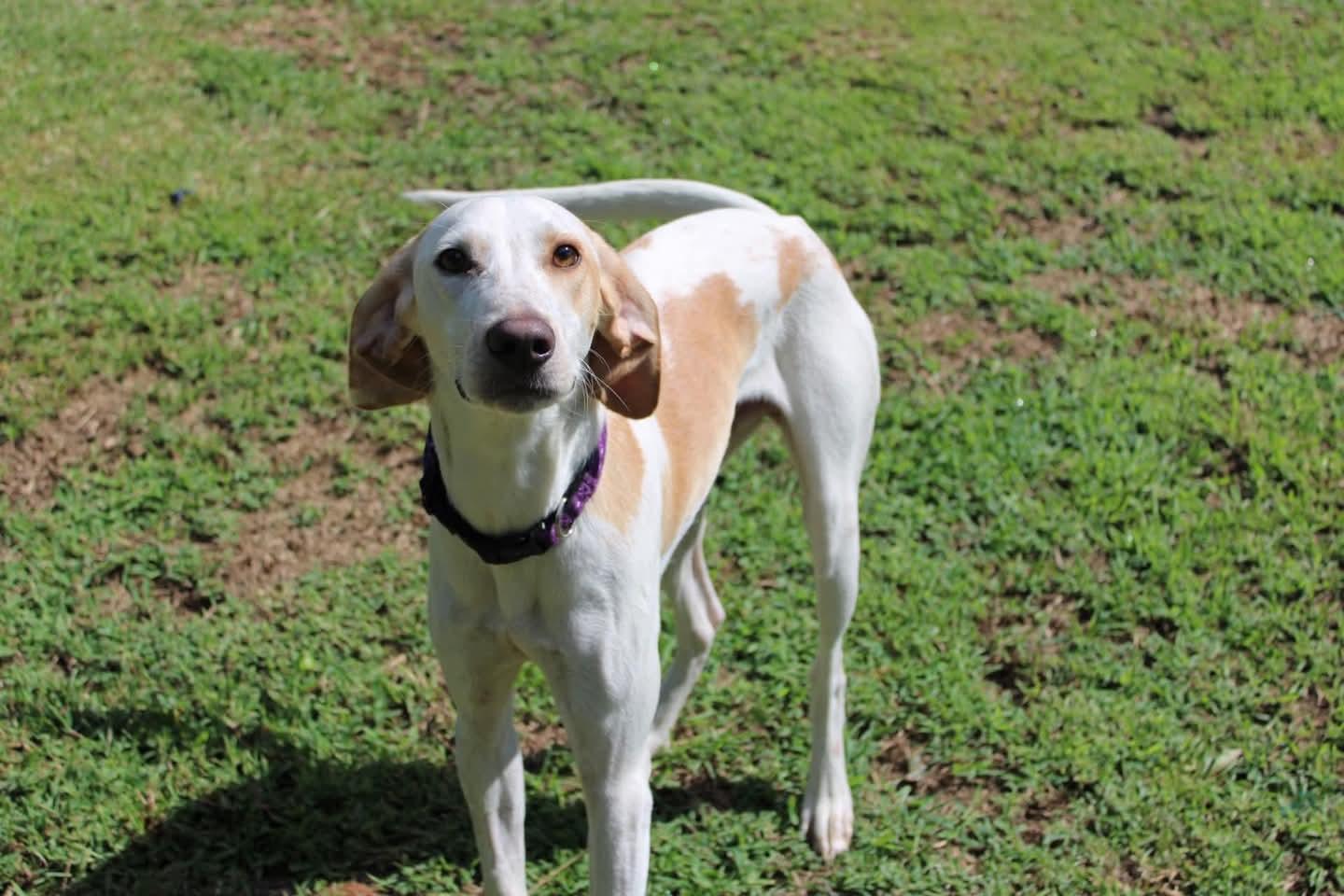 Enlarge Benny, a Adoptable mixed breed in Vanceboro , NC image 5/6