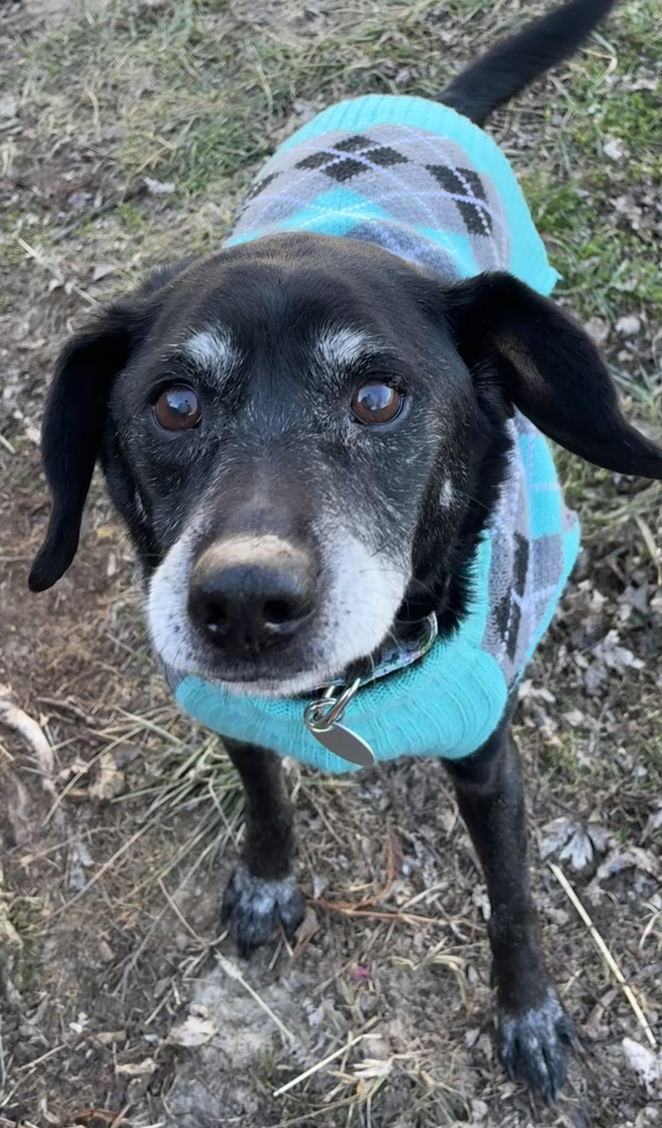 Enlarge Bob -best easy guy ! , an adopted mixed breed in Saint Louis, MO image 4/4