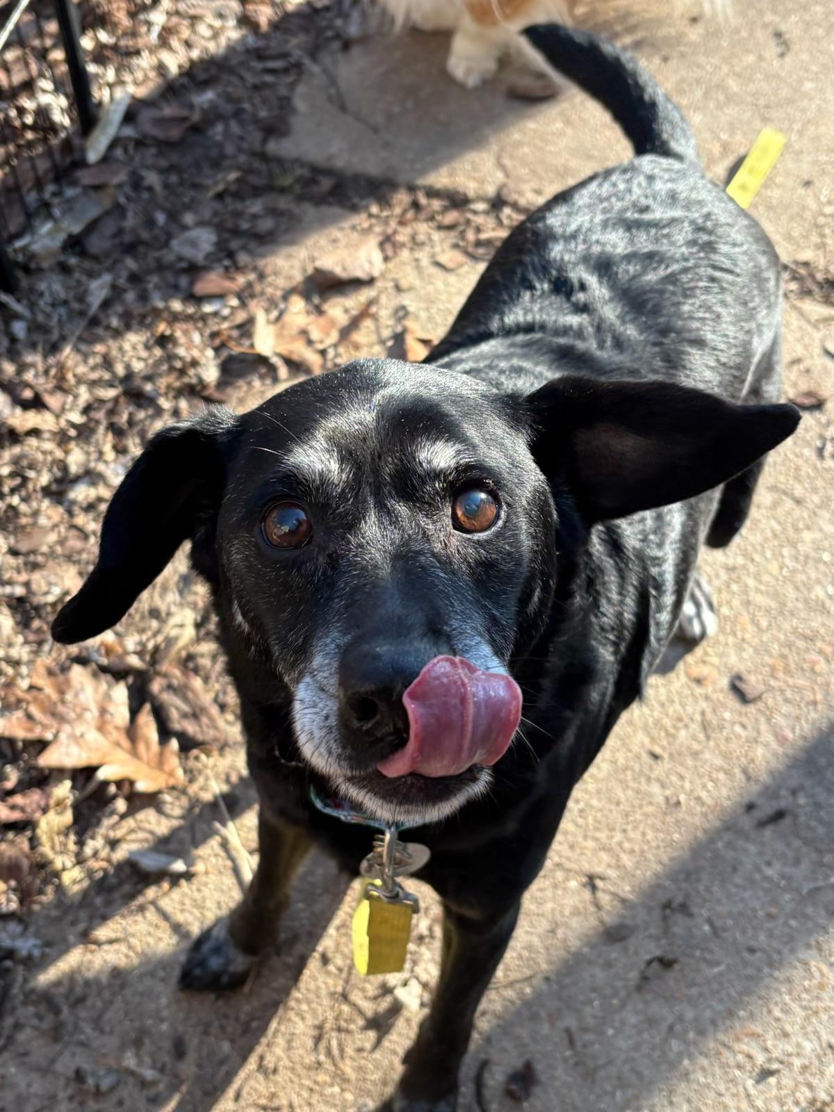 Enlarge Bob -best easy guy ! , an adopted mixed breed in Saint Louis, MO image 3/4