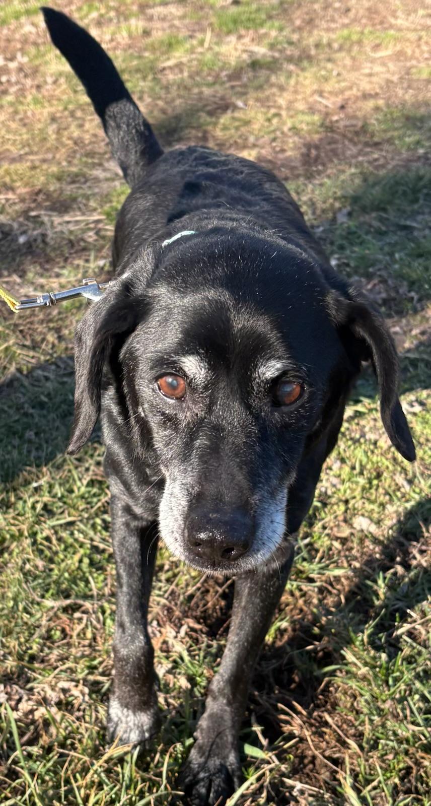 Enlarge Bob -best easy guy ! , an adopted mixed breed in Saint Louis, MO image 2/4