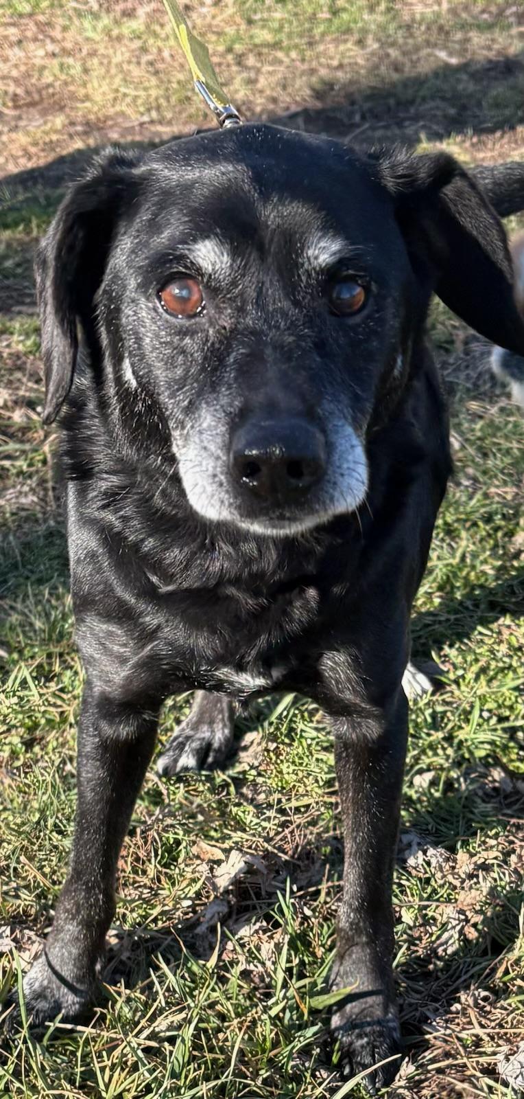 Bob -best easy guy ! , ADOPTABLE, Senior Male Black Labrador Retriever.
