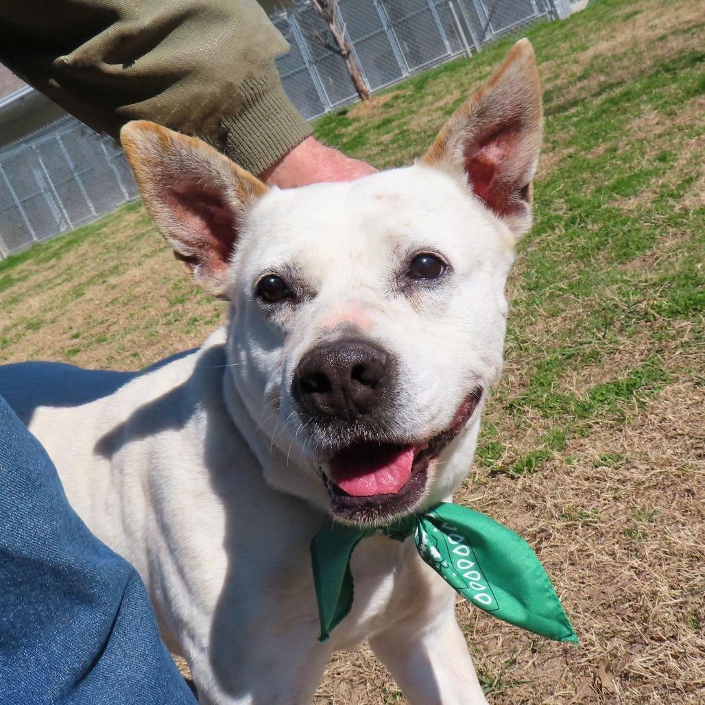 Enlarge Brodie, a Adoptable mixed breed in Wadena, MN image 1/6