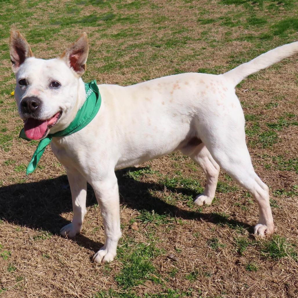 Enlarge Brodie, a Adoptable mixed breed in Wadena, MN image 2/6
