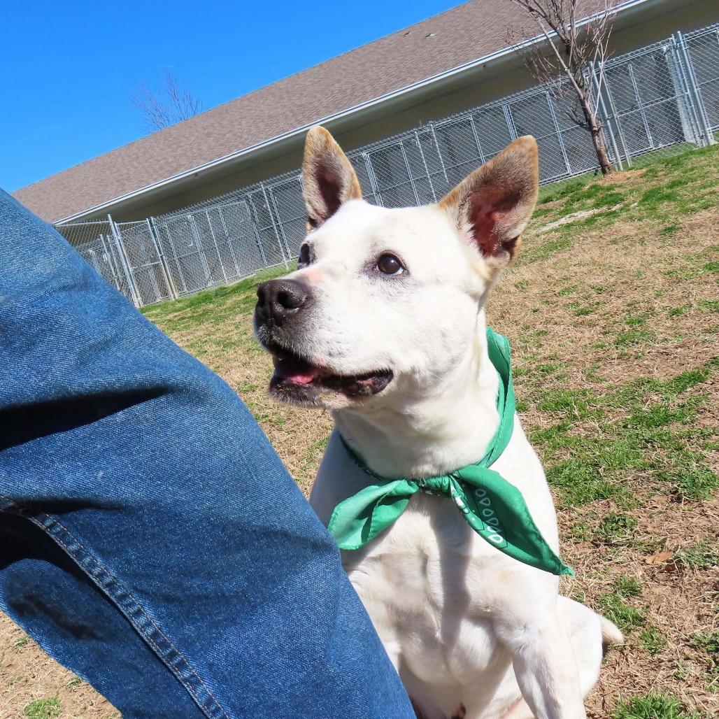 Enlarge Brodie, a Adoptable mixed breed in Wadena, MN image 3/6