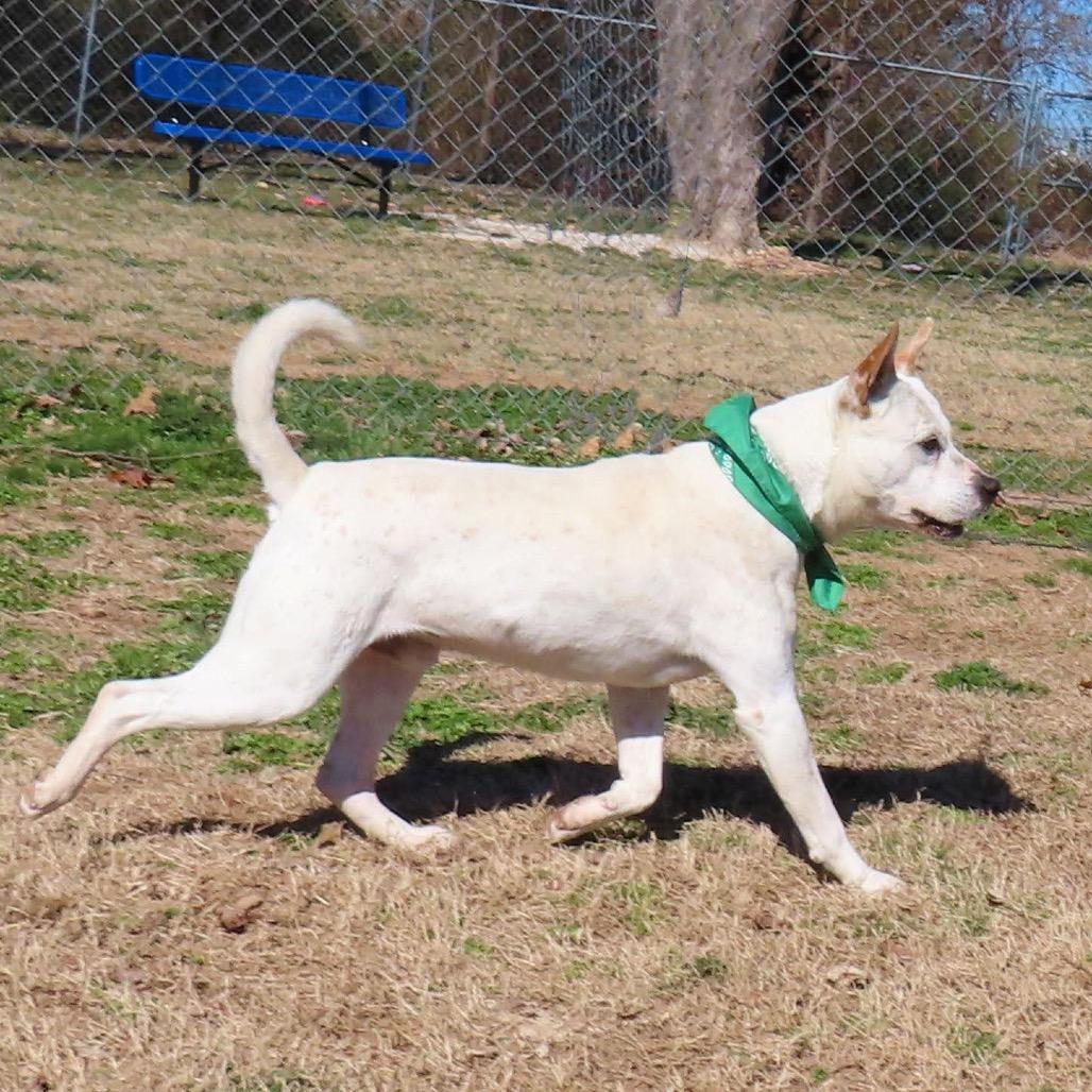 Enlarge Brodie, a Adoptable mixed breed in Wadena, MN image 5/6