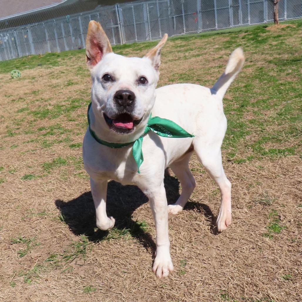 Enlarge Brodie, a Adoptable mixed breed in Wadena, MN image 6/6