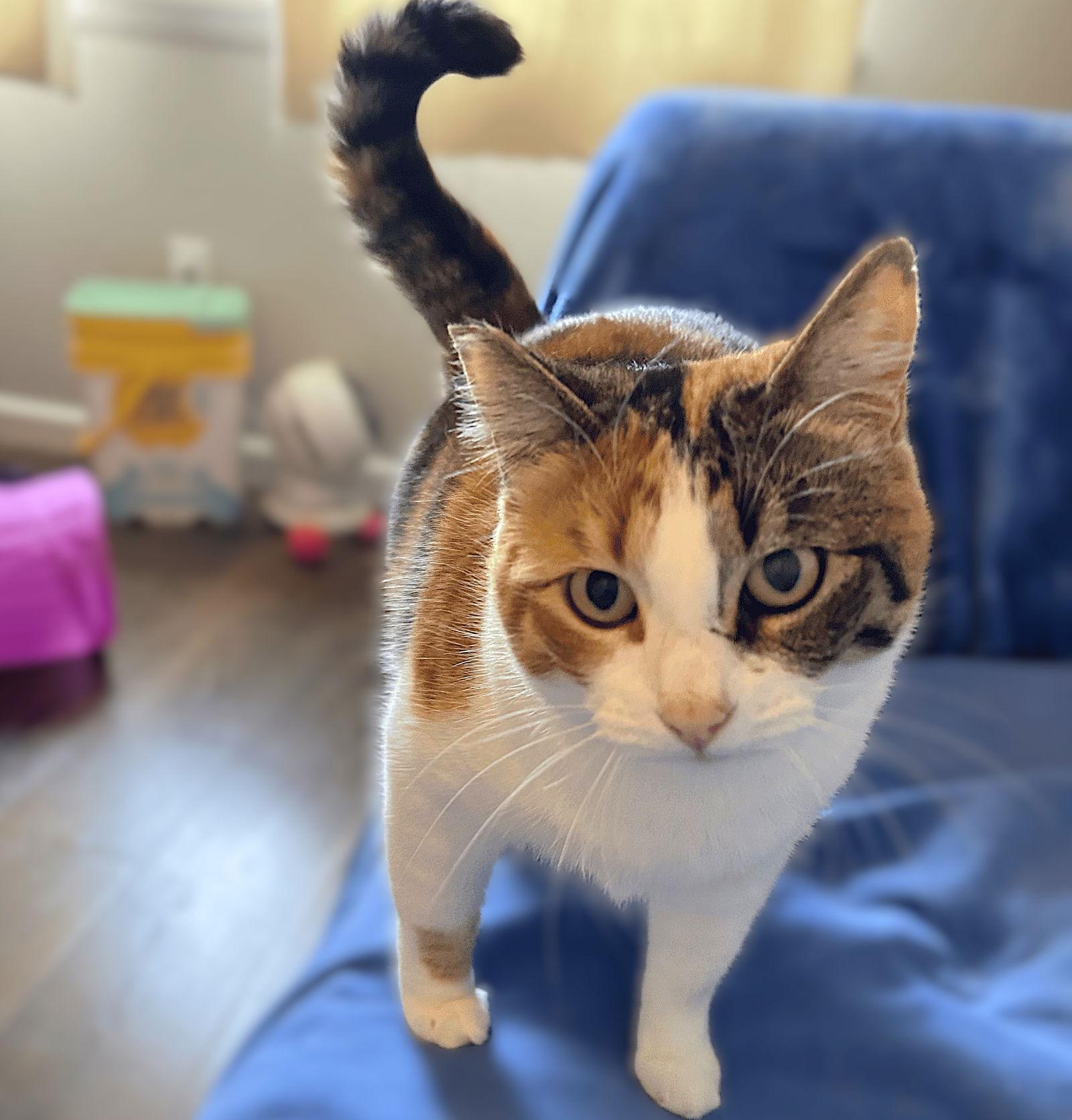 Mamacita, a Adoptable mixed breed in Springfield, OR image 1/3