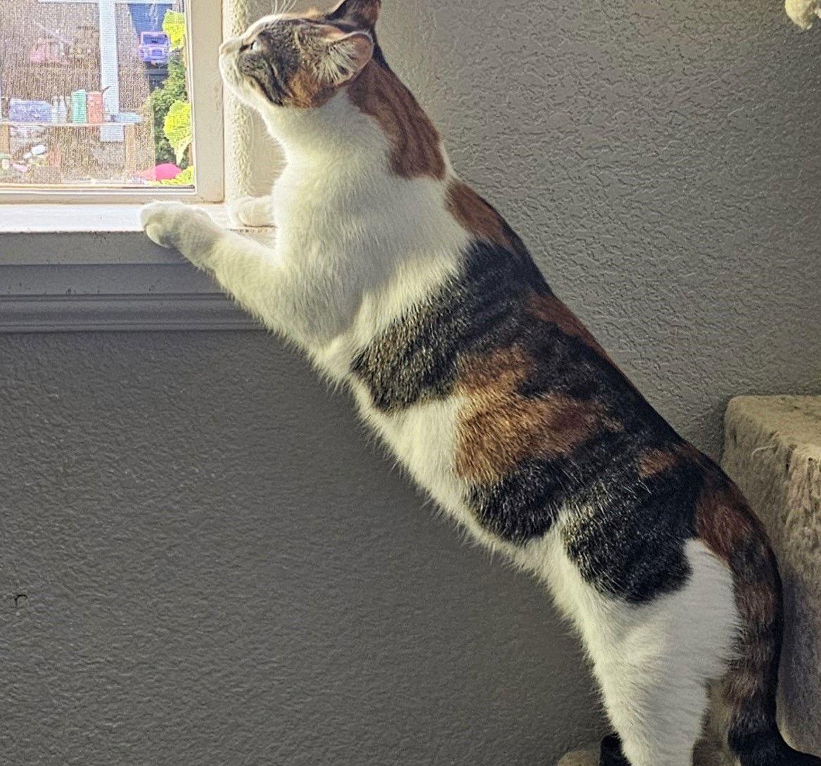 Mamacita, a Adoptable mixed breed in Springfield, OR image 3/3