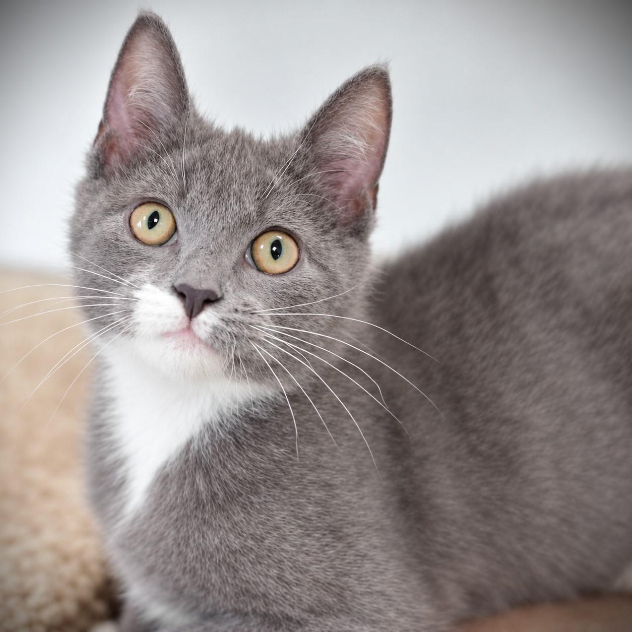 Jacob, Adopted, Kitten Male Domestic Short Hair.