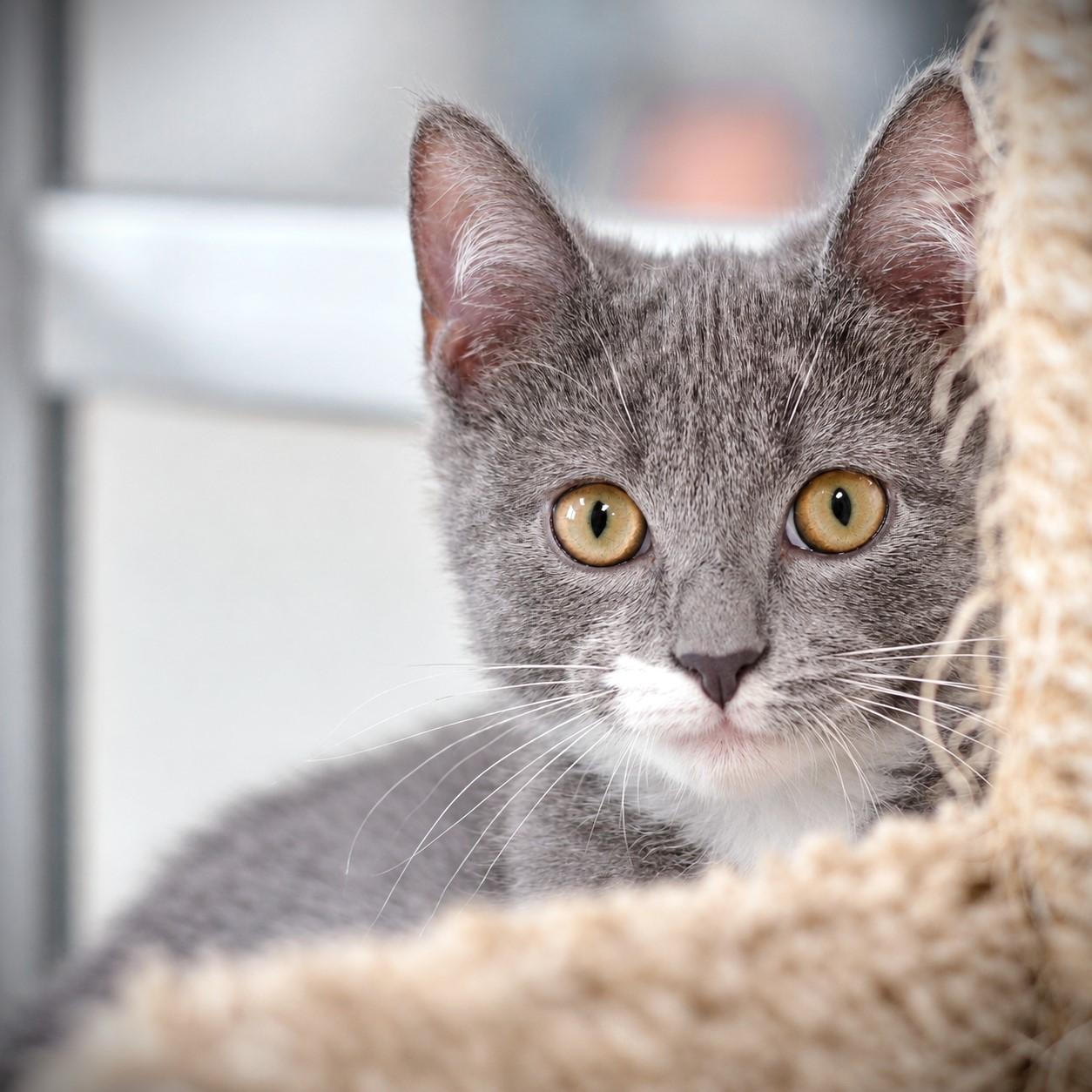 Enlarge Jacob, a Adopted Domestic Short Hair in Amsterdam, NY image 2/2
