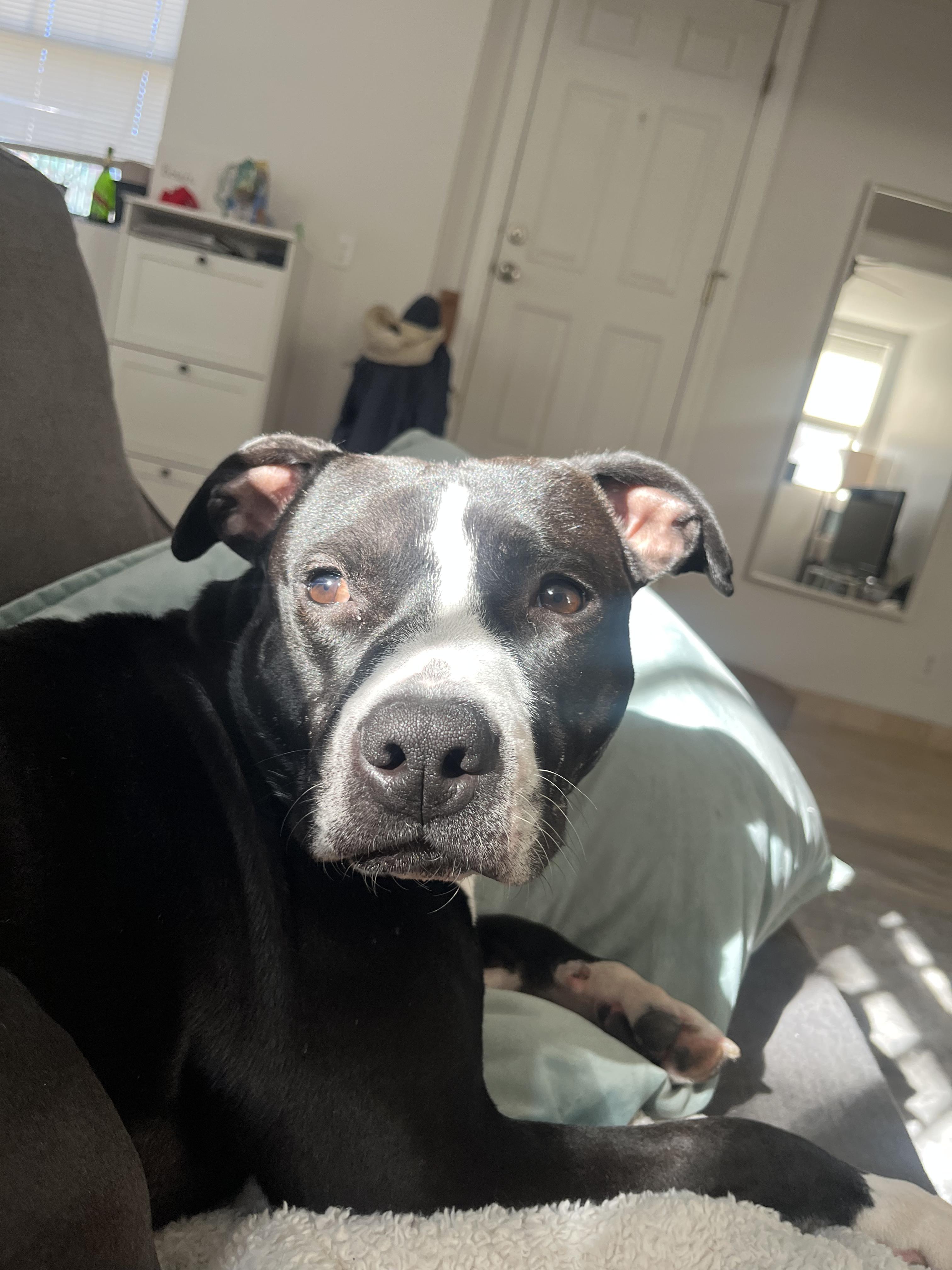 Enlarge Aviva, a Adoptable mixed breed in Chicago, IL image 1/6