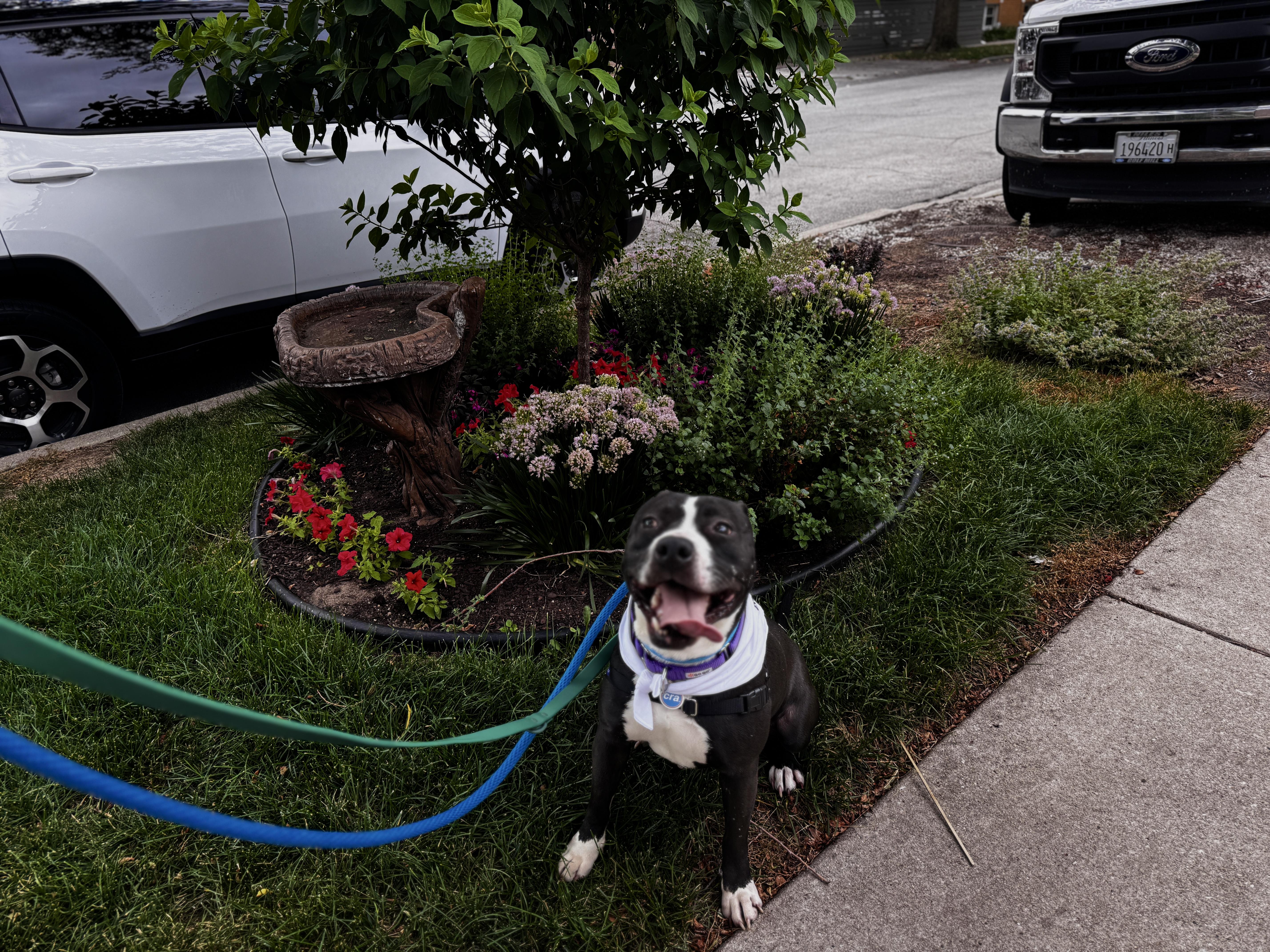 Aviva, Adoptable, Adult Female Pit Bull Terrier.