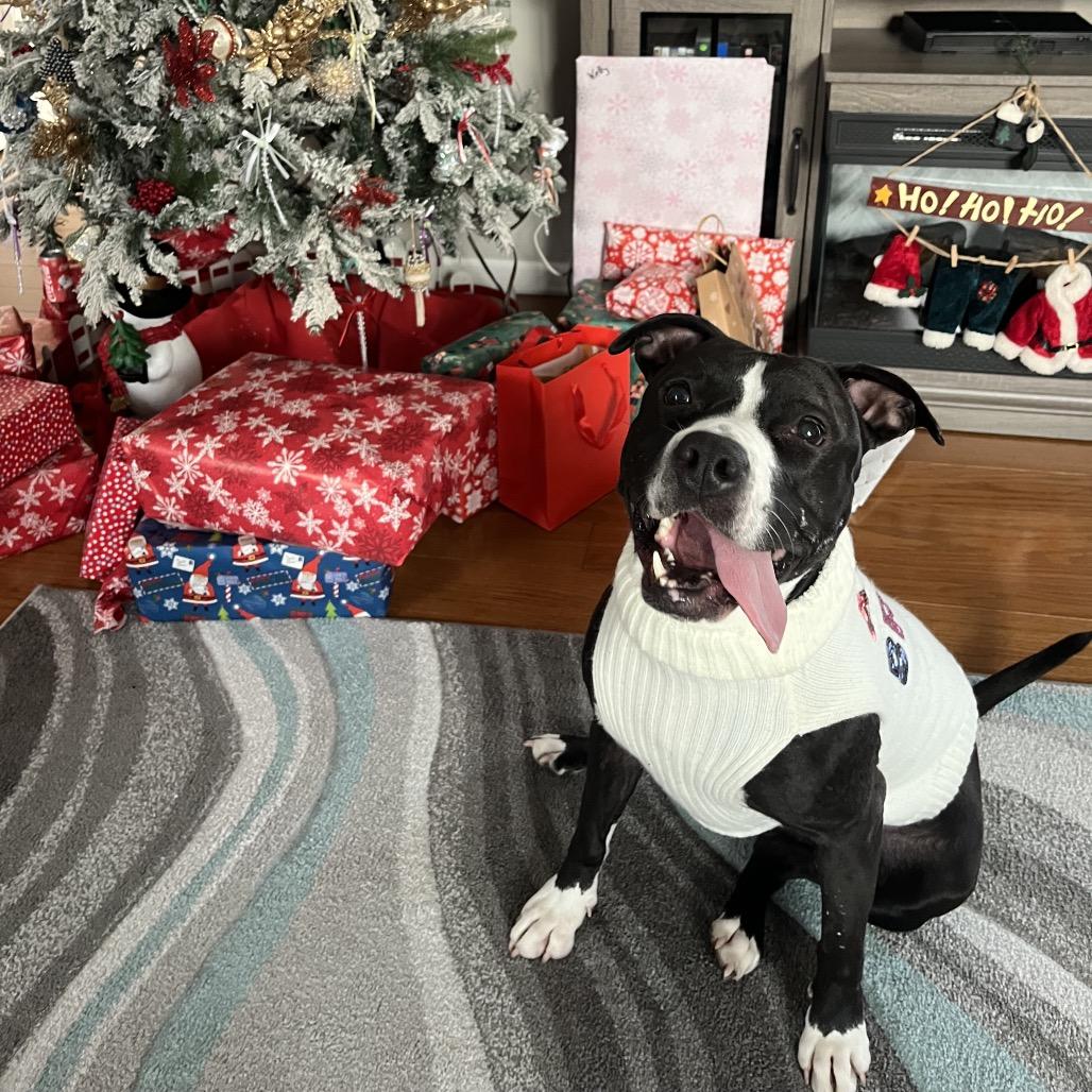 Enlarge Aviva, a Adoptable mixed breed in Chicago, IL image 1/5