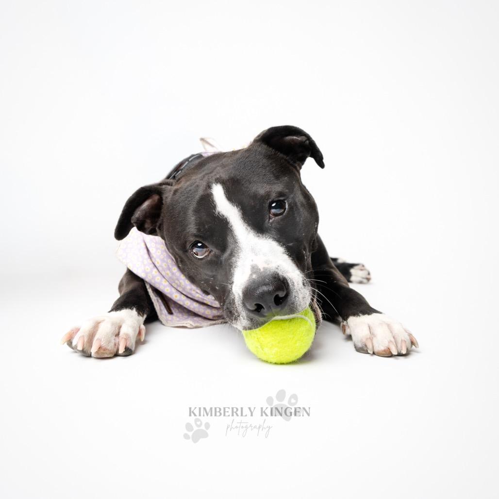 Aviva, a Adoptable mixed breed in Chicago, IL image 3/6