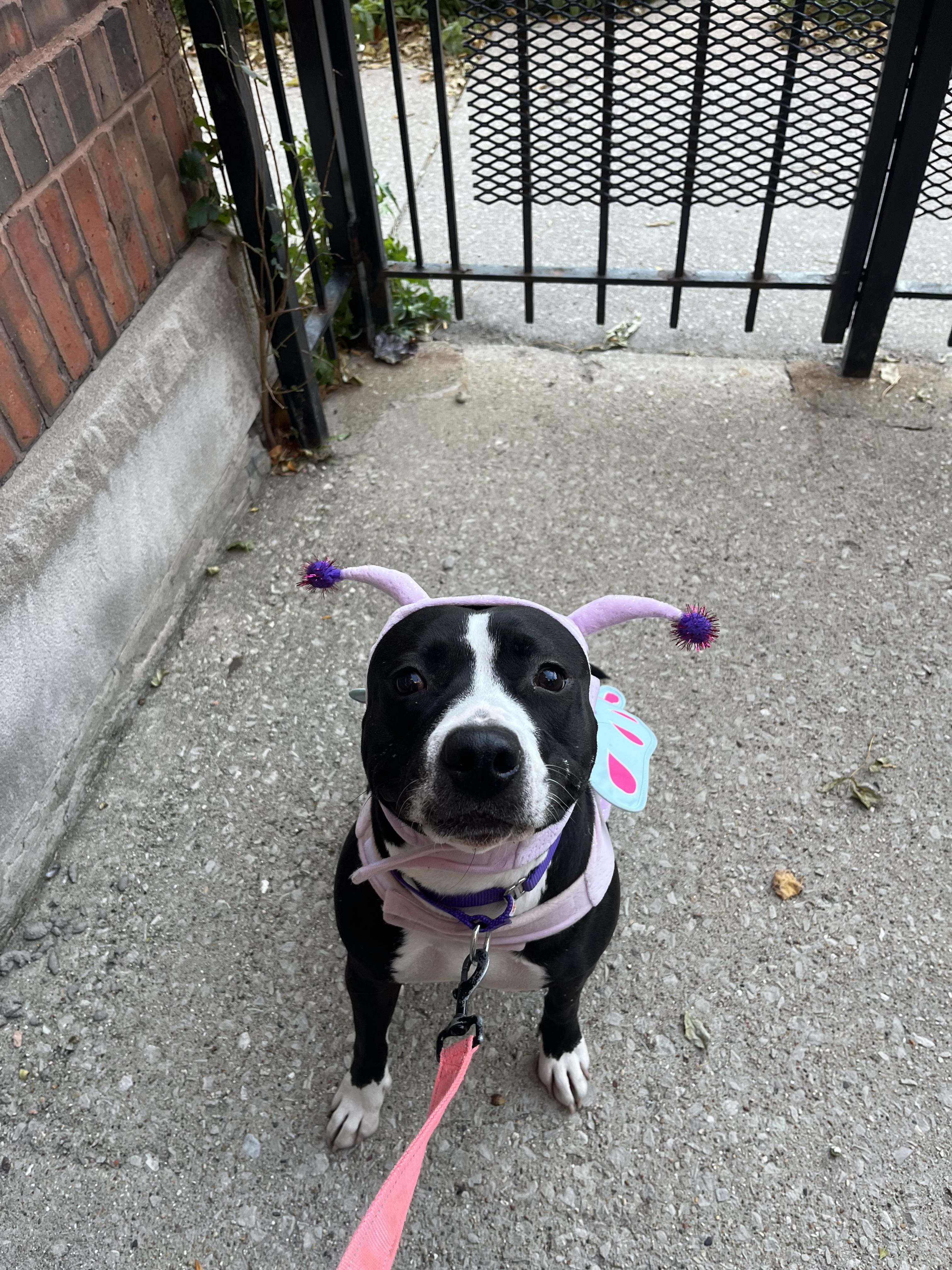 Enlarge Aviva, a Adoptable mixed breed in Chicago, IL image 3/6